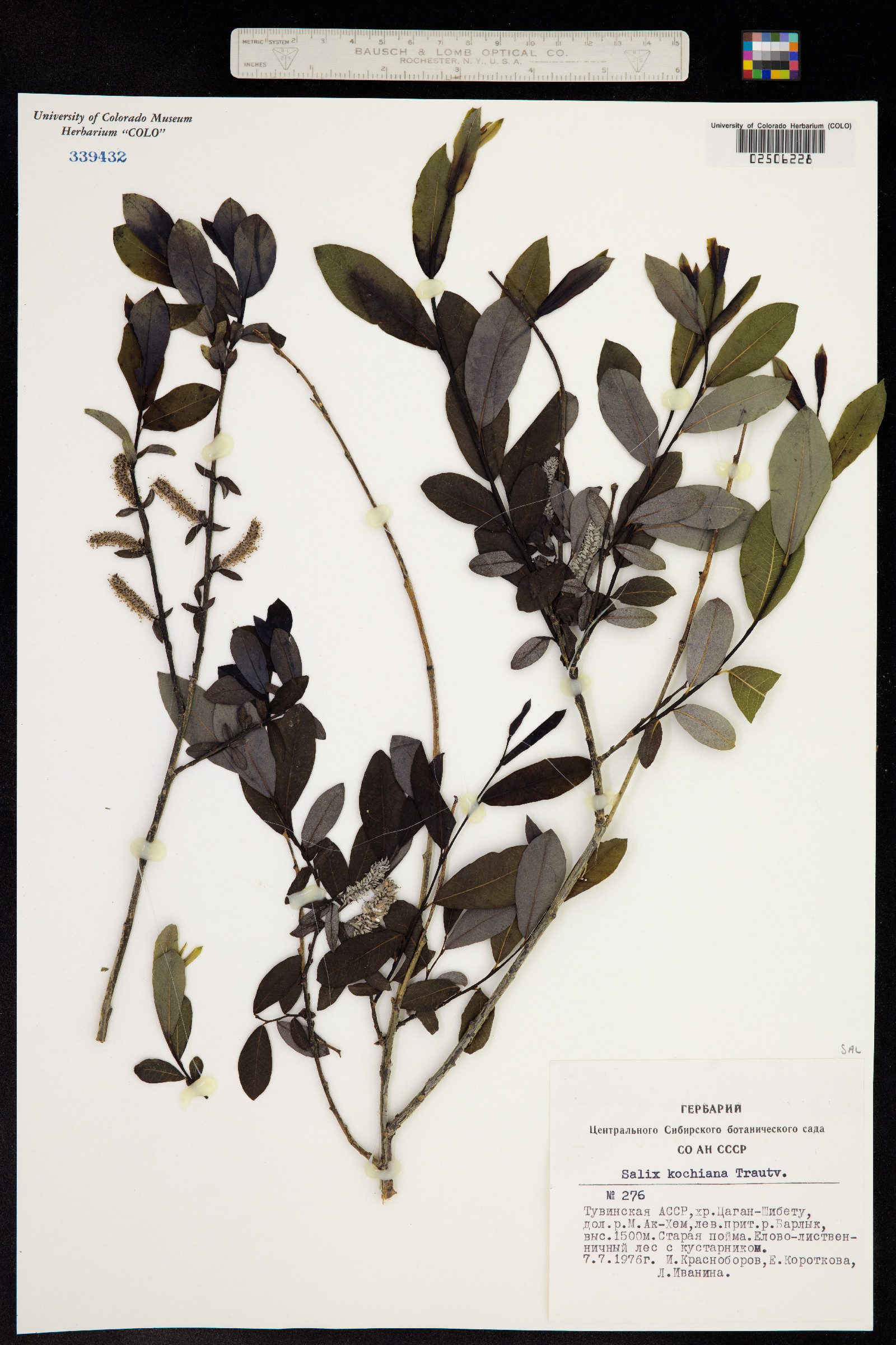 Salix kochiana image
