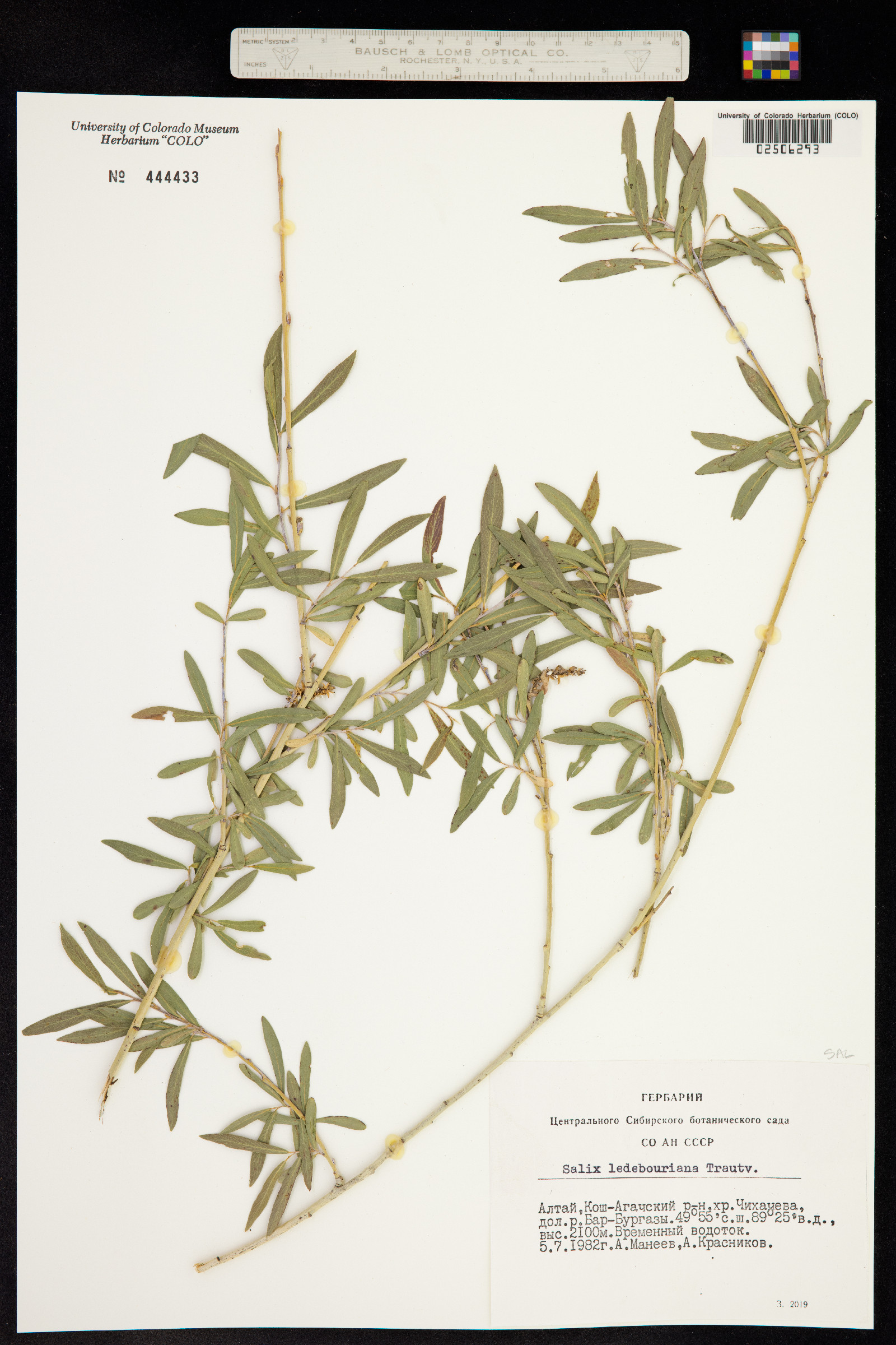 Salix ledebouriana image