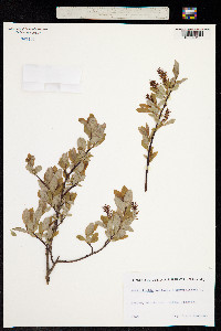 Image of Salix livida