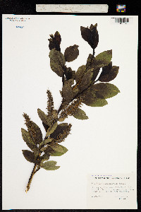 Salix myrsinifolia image