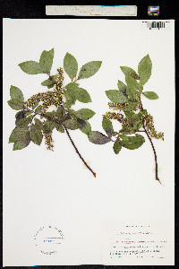 Image of Salix myrsinifolia