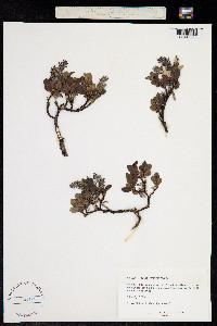 Salix myrsinites image