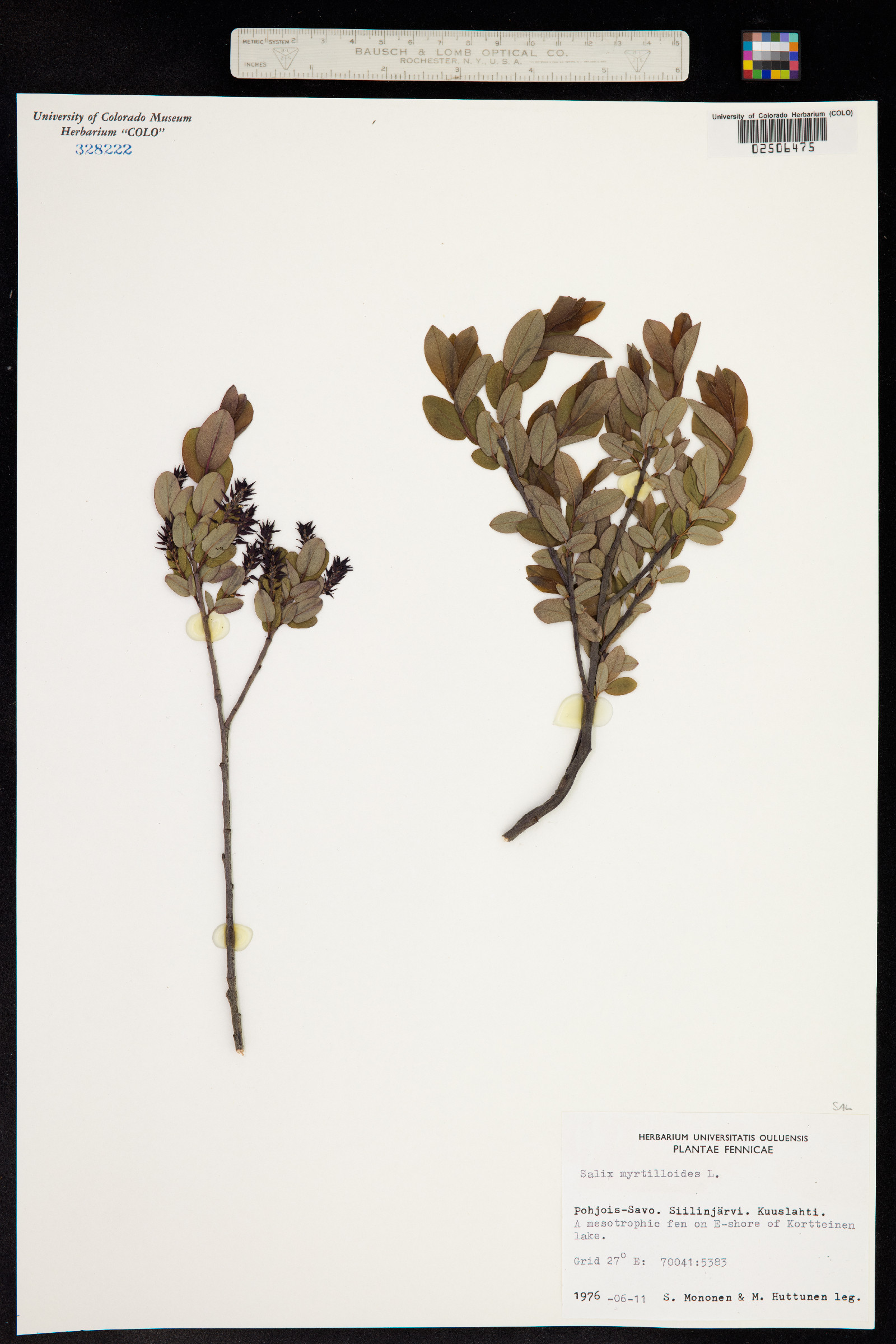 Salix myrtilloides image