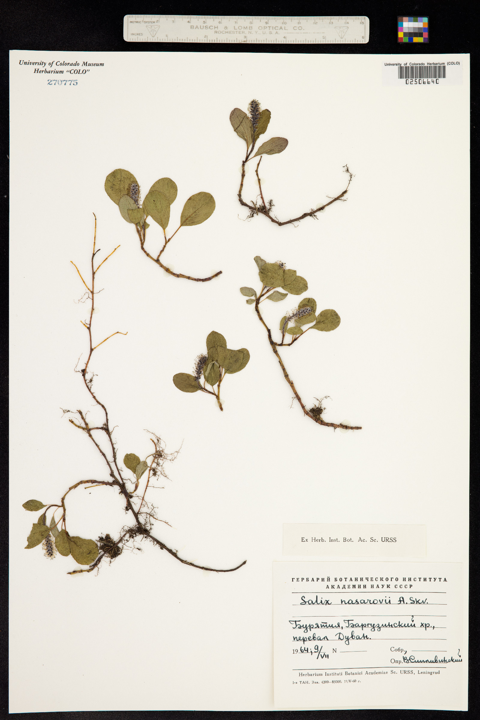 Salix nasarovii image