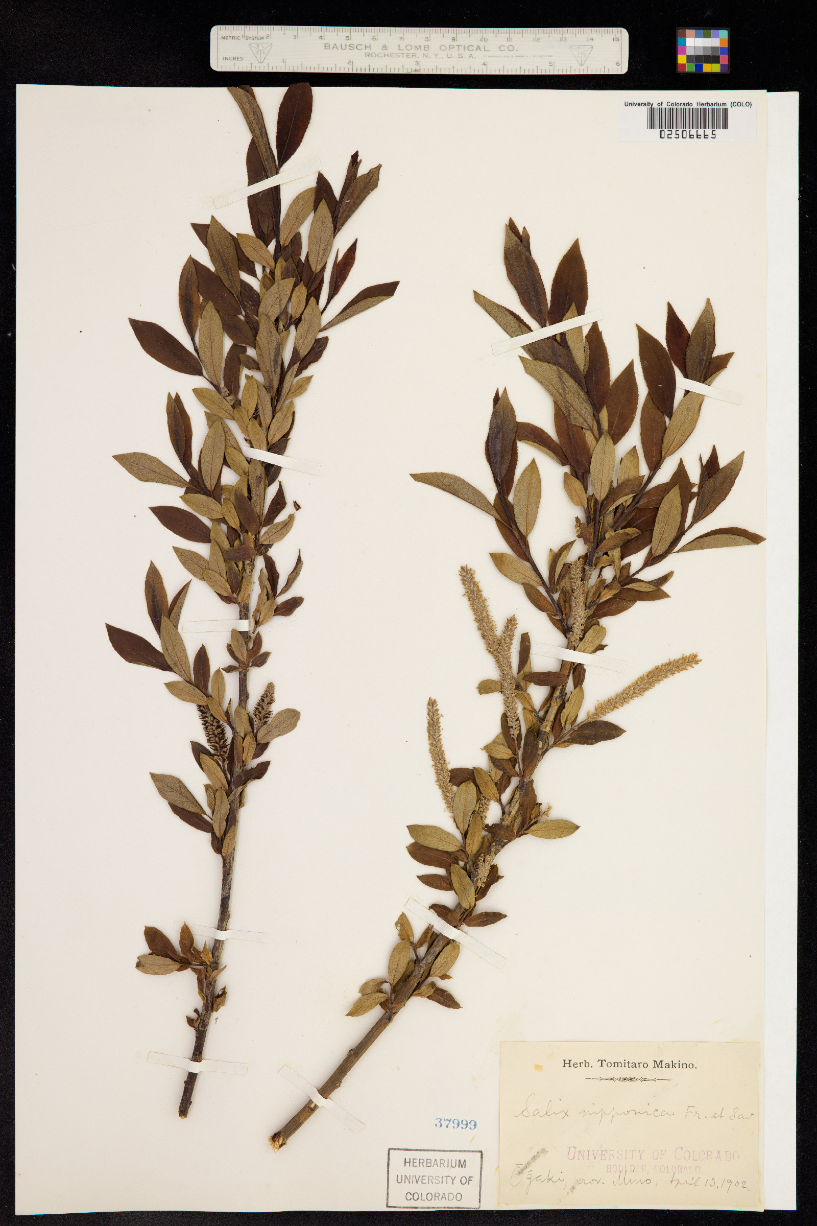 Salix subfragilis image