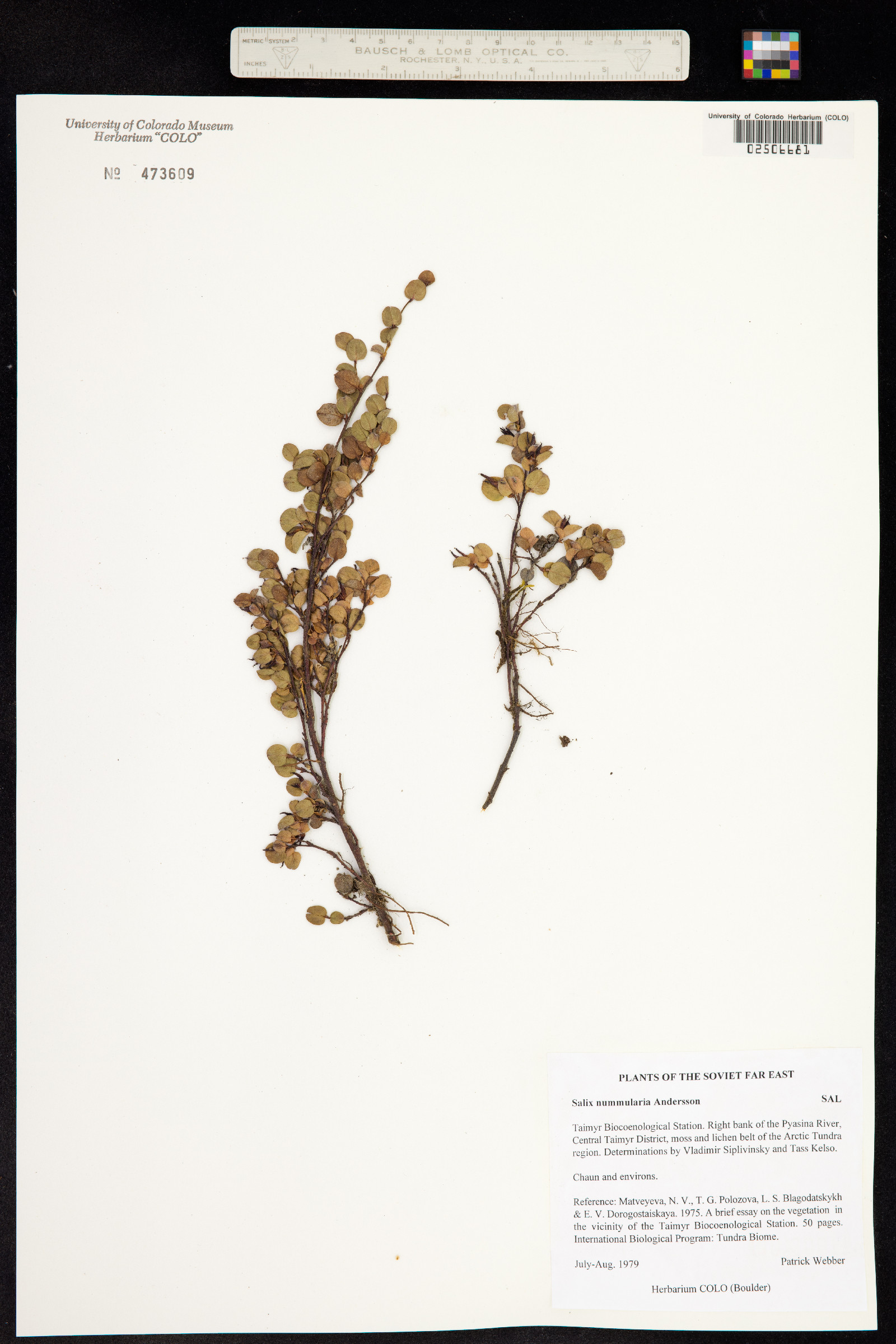 Salix nummularia image