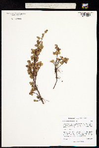 Image of Salix nummularia