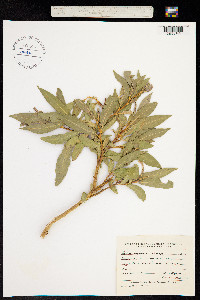 Salix pycnostachya image