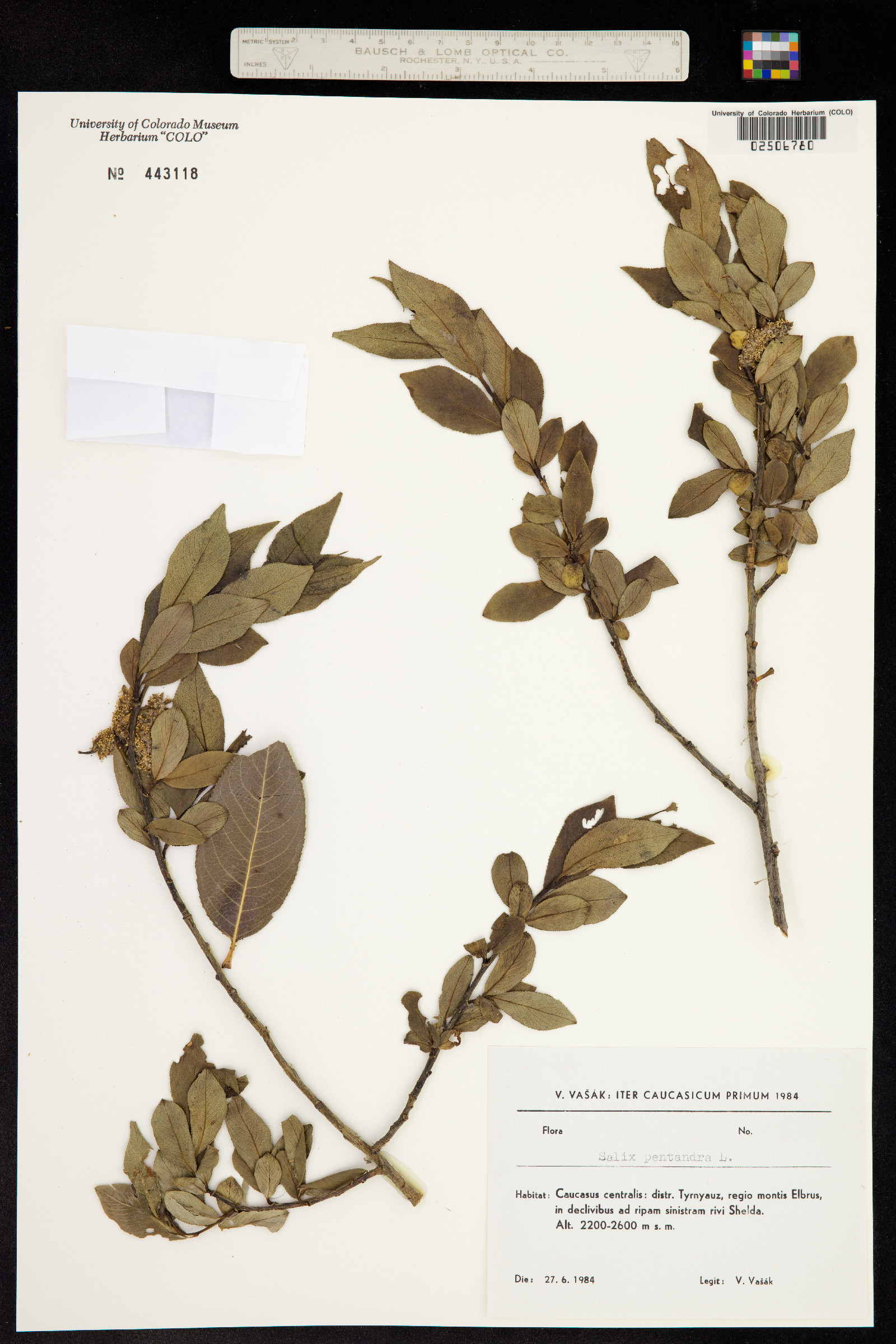 Salix pentandra image