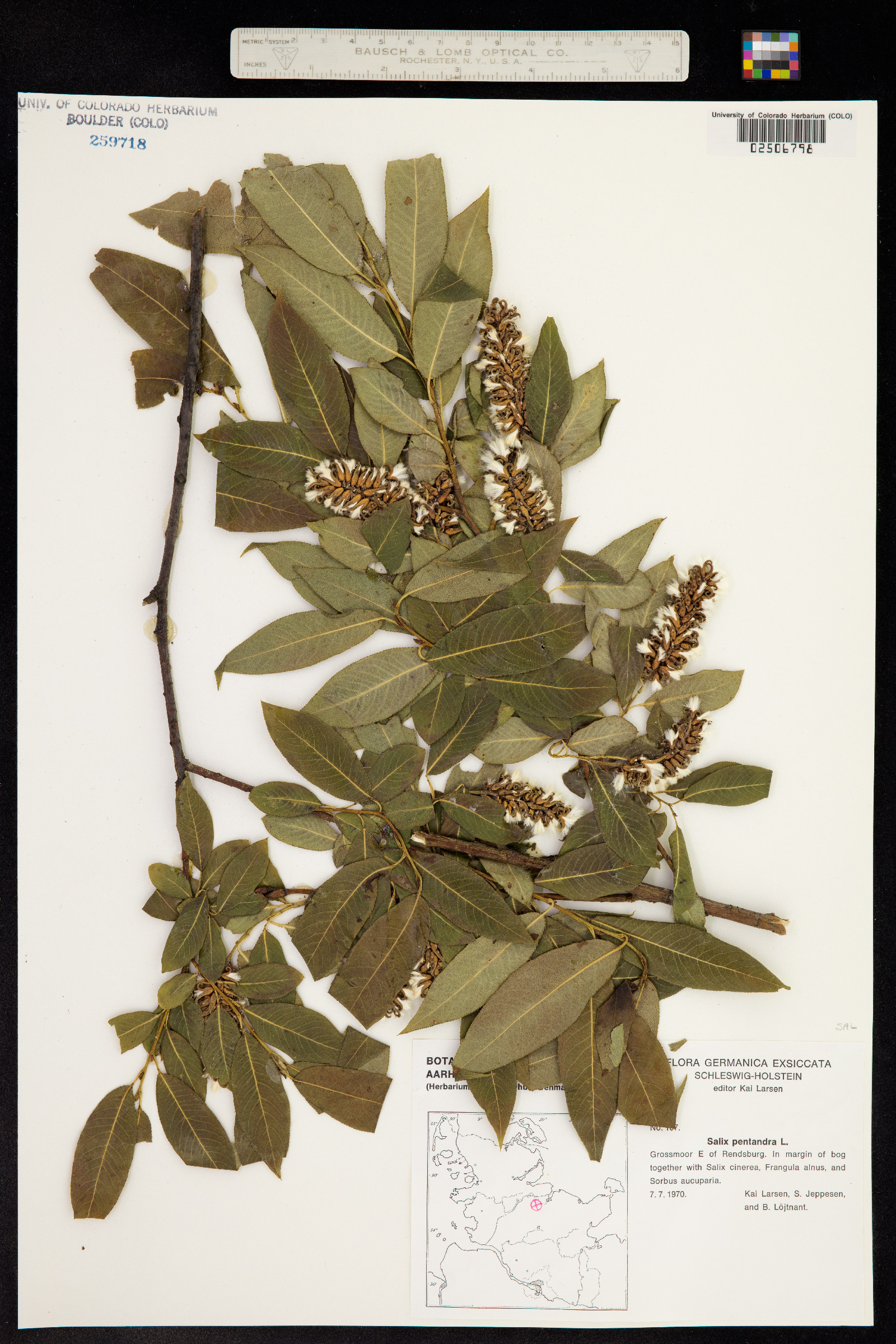 Salix pentandra image