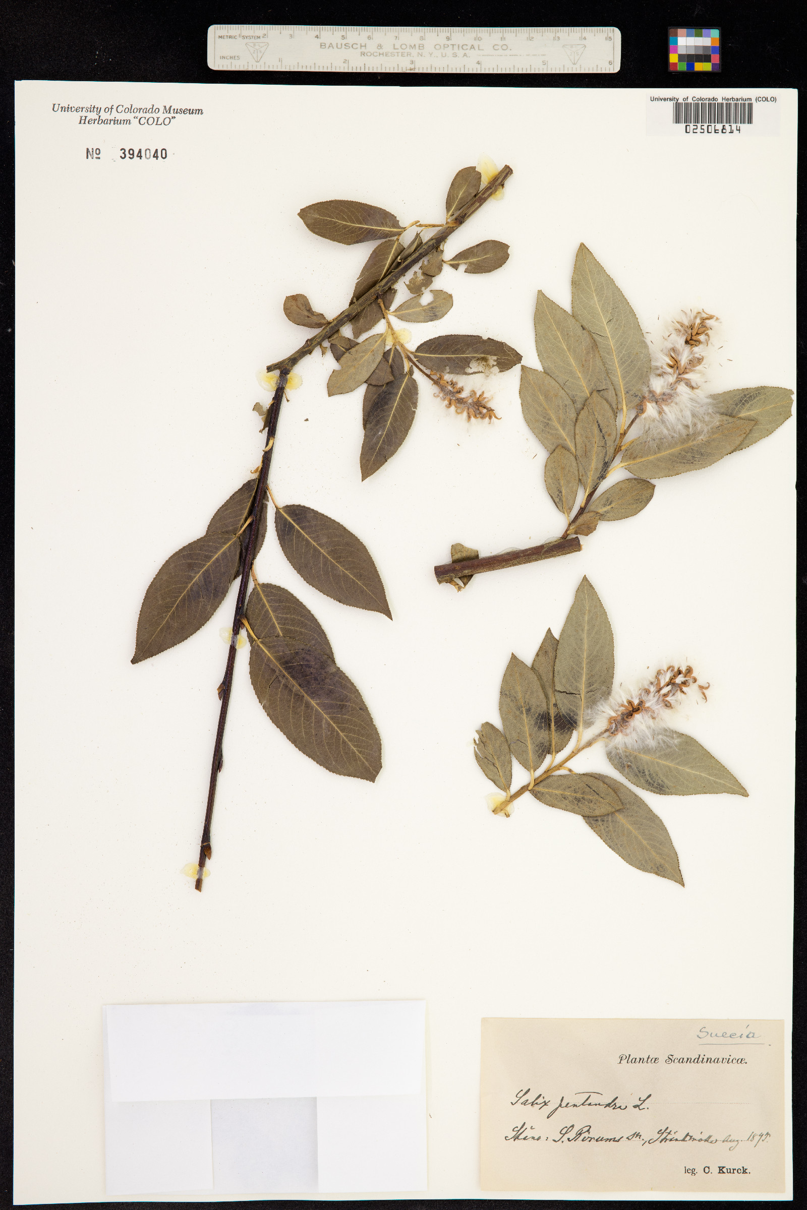 Salix pentandra image