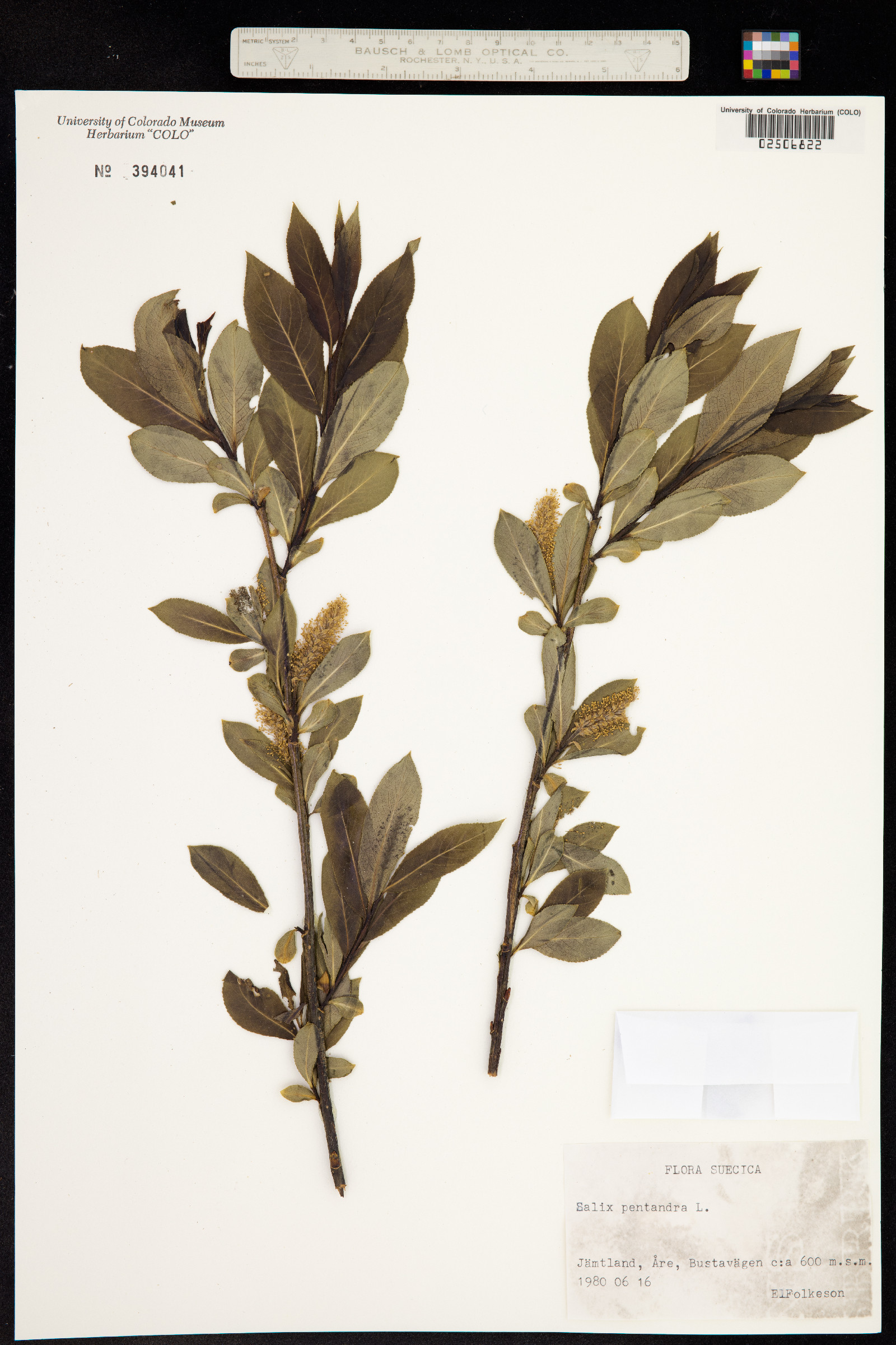 Salix pentandra image