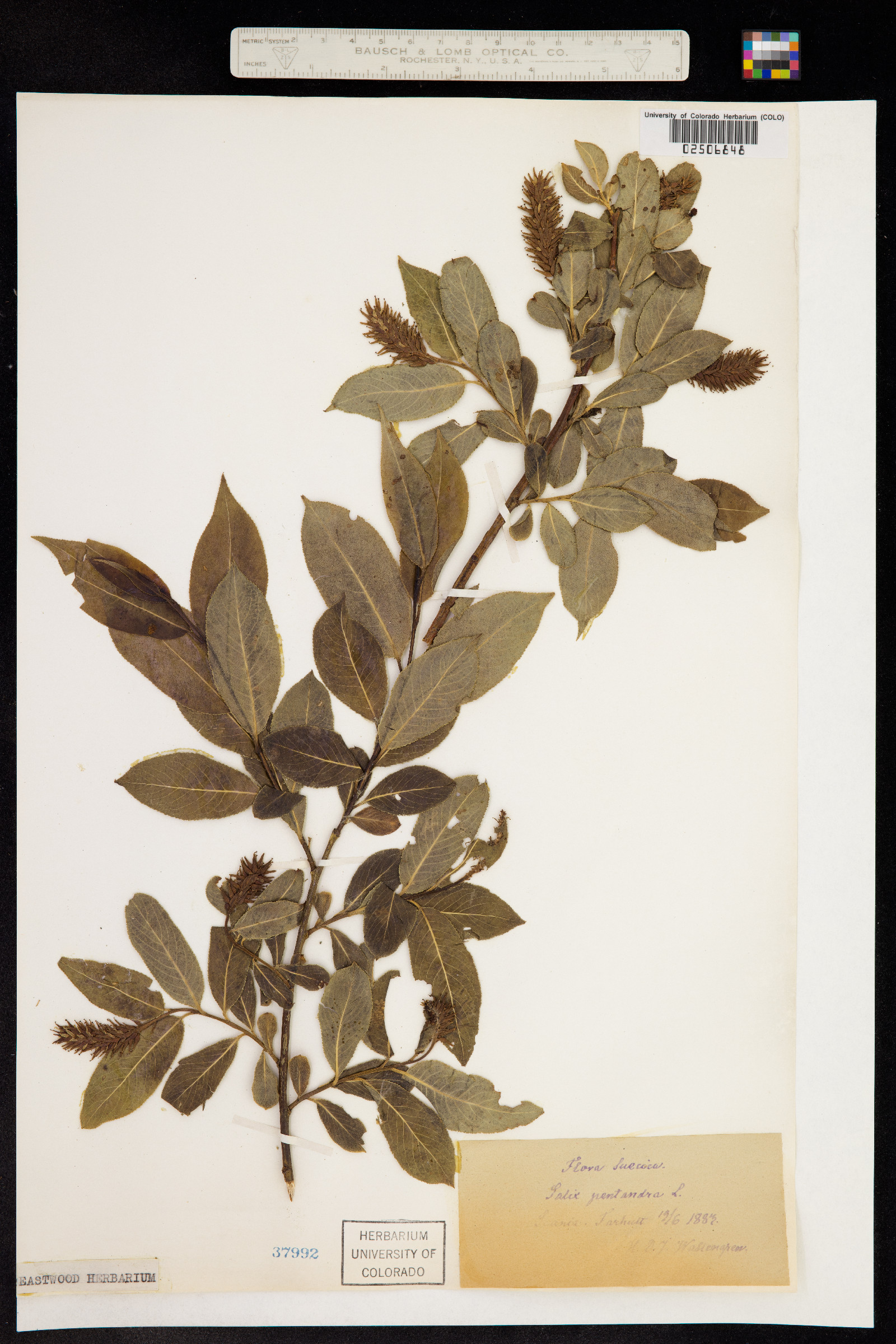 Salix pentandra image