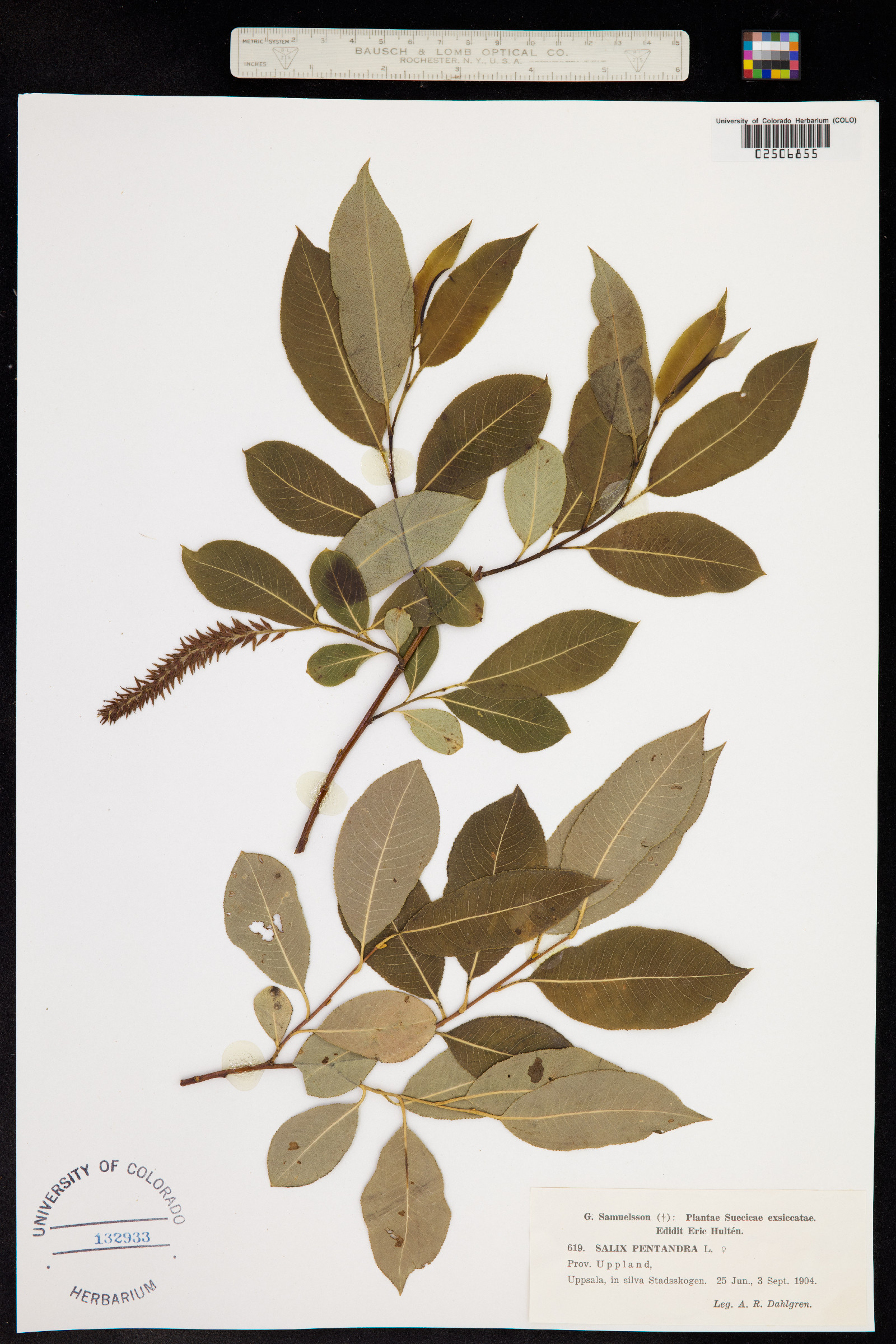 Salix pentandra image