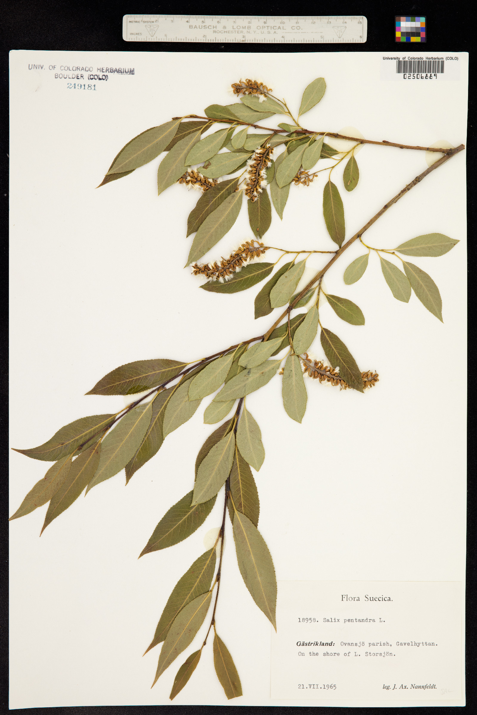 Salix pentandra image