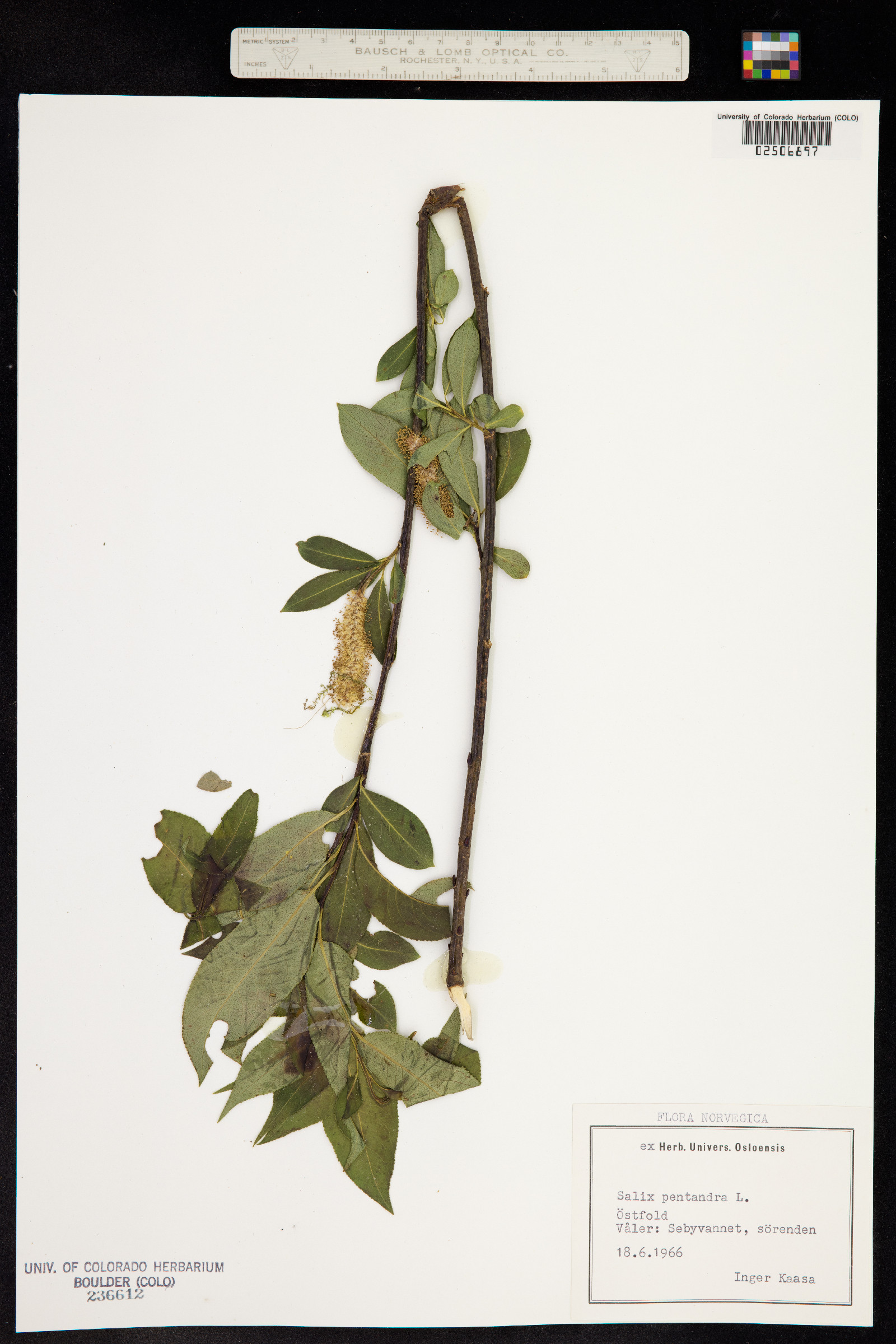 Salix pentandra image