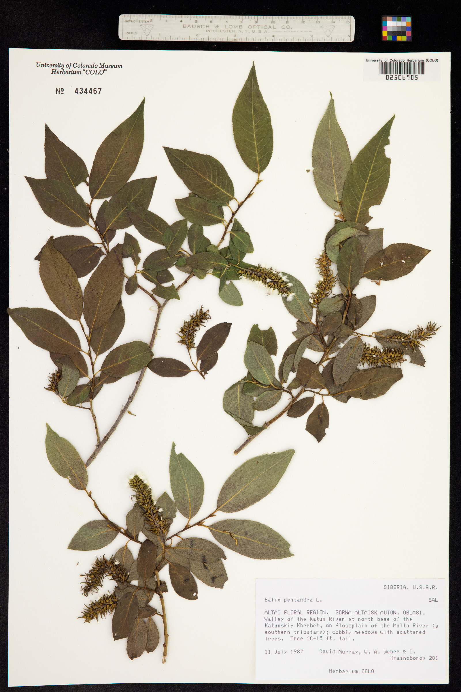 Salix pentandra image