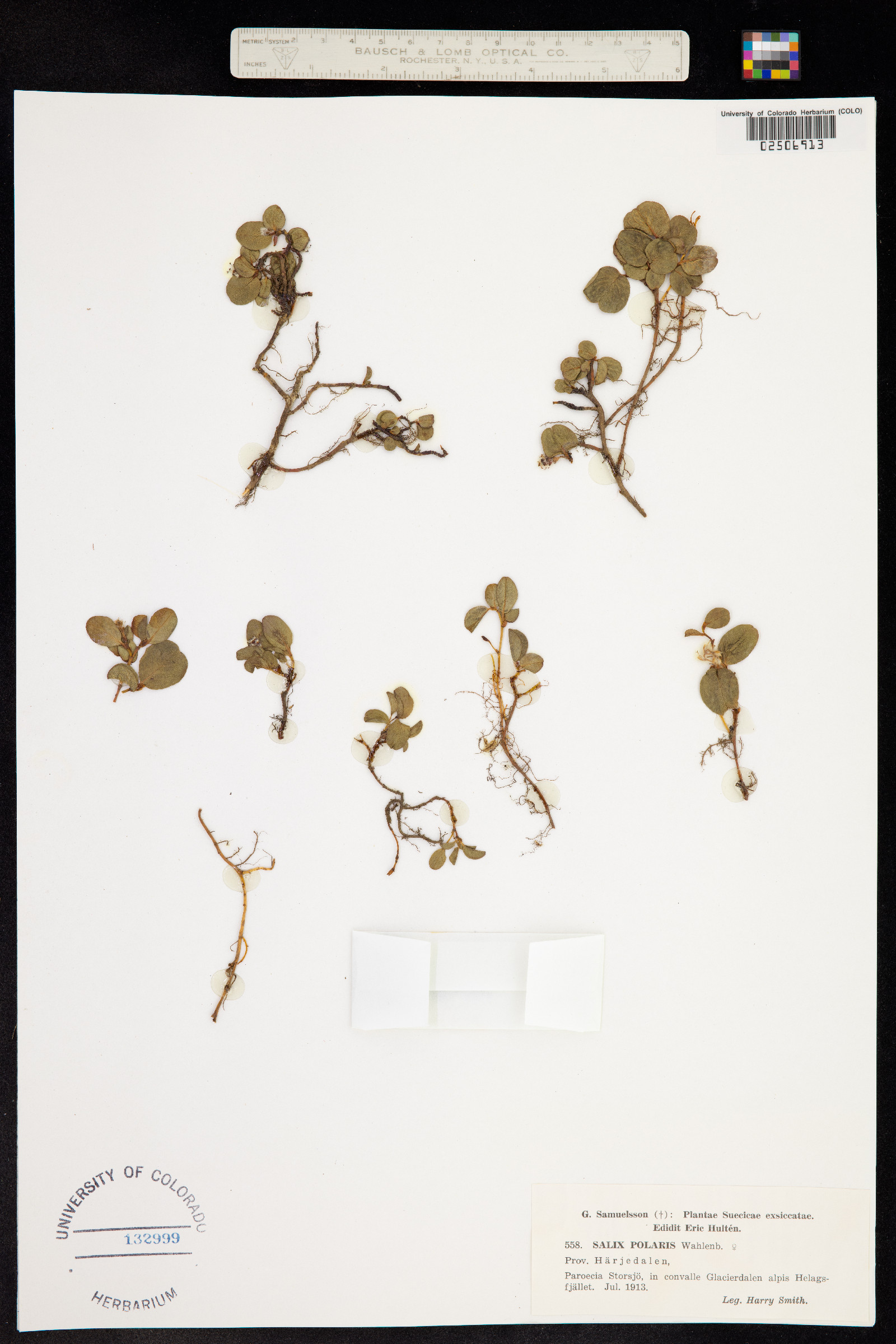 Salix polaris image