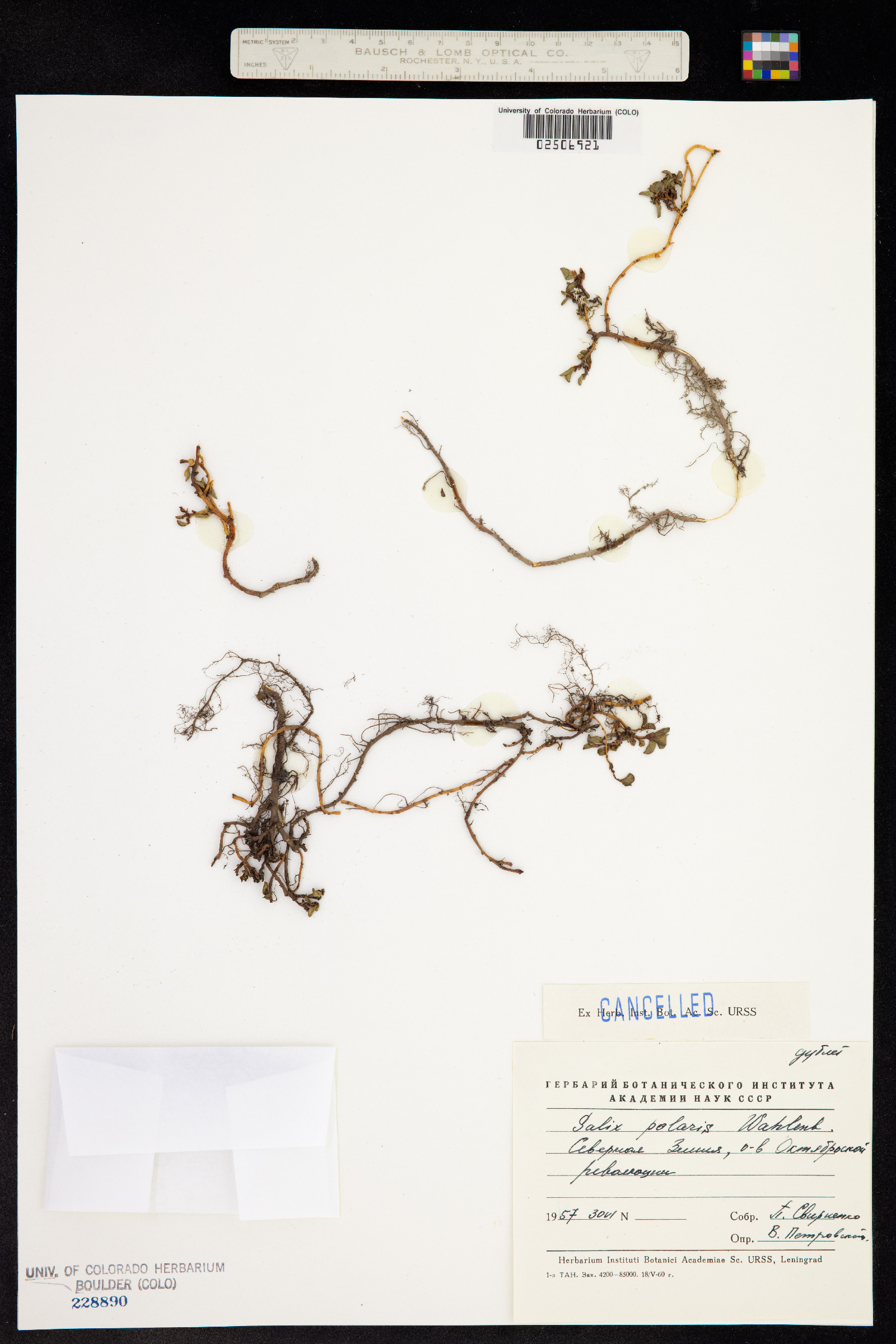 Salix polaris image