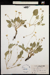 Image of Viola quercetorum
