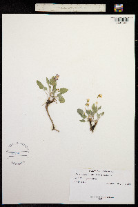Viola purpurea var. quercetorum image
