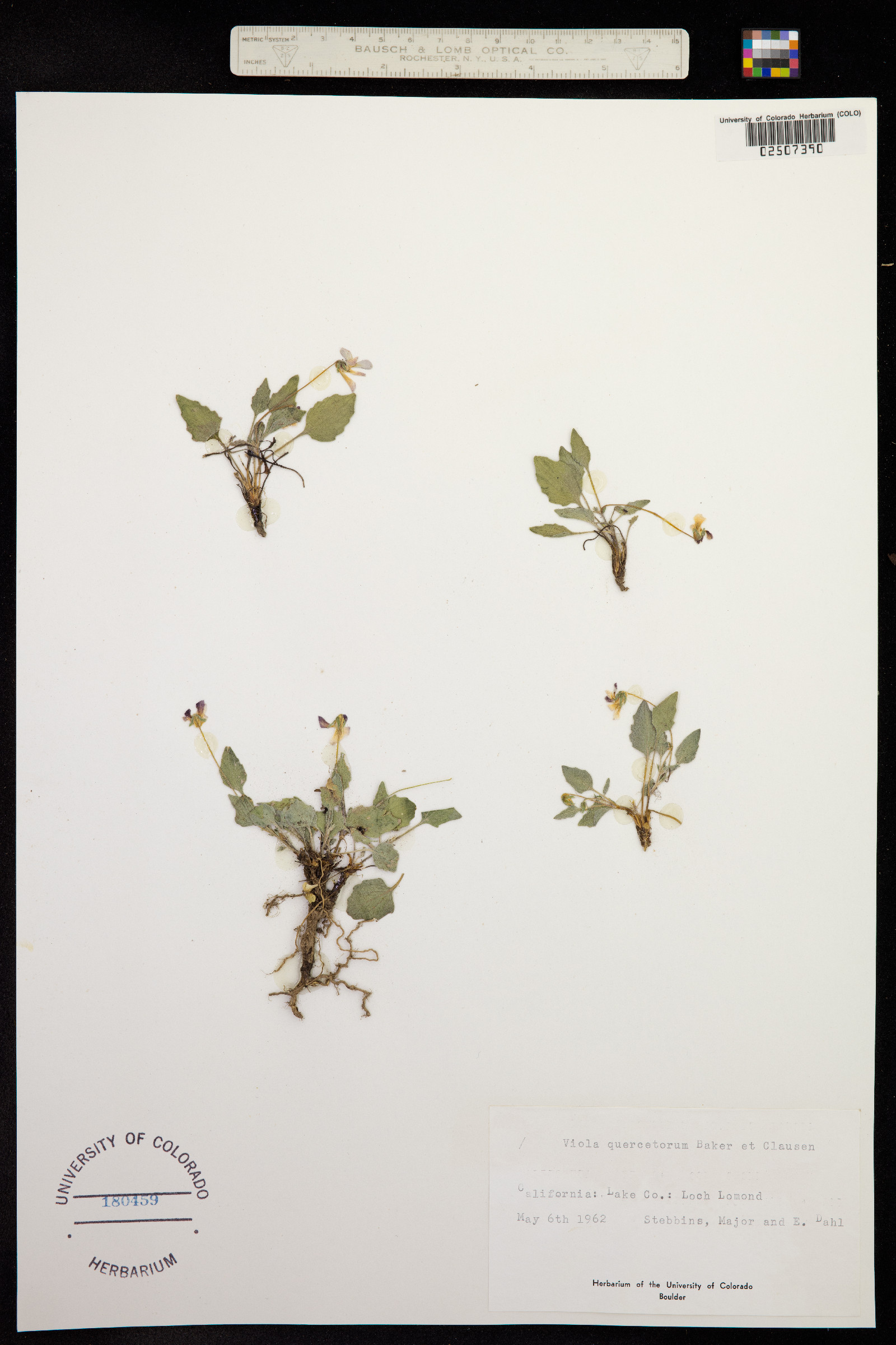 Viola purpurea var. quercetorum image