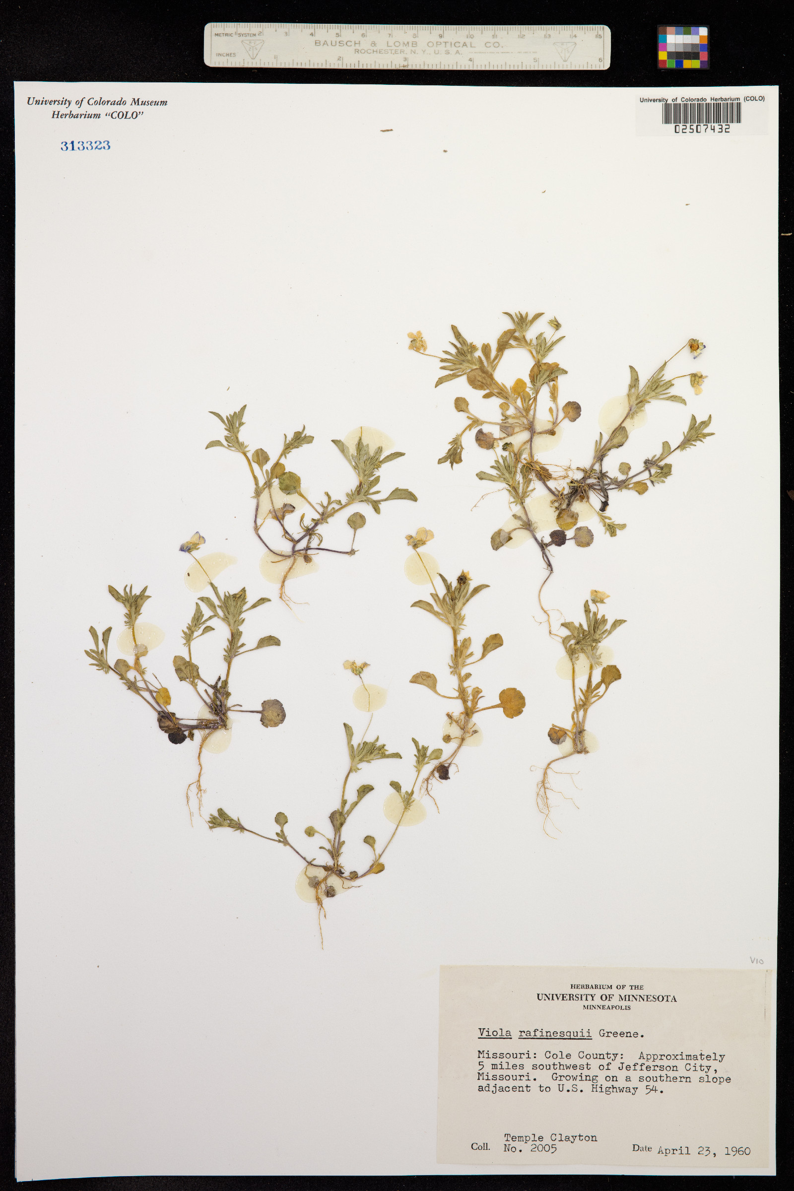Viola bicolor image
