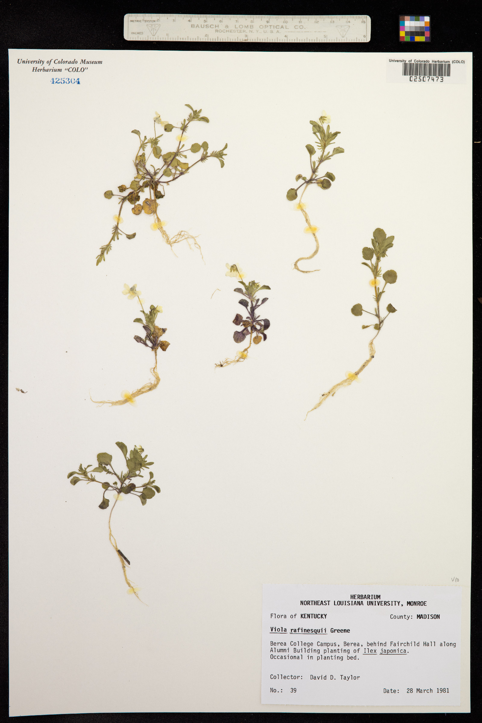 Viola bicolor image