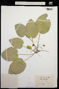 Image of Viola rotundifolia