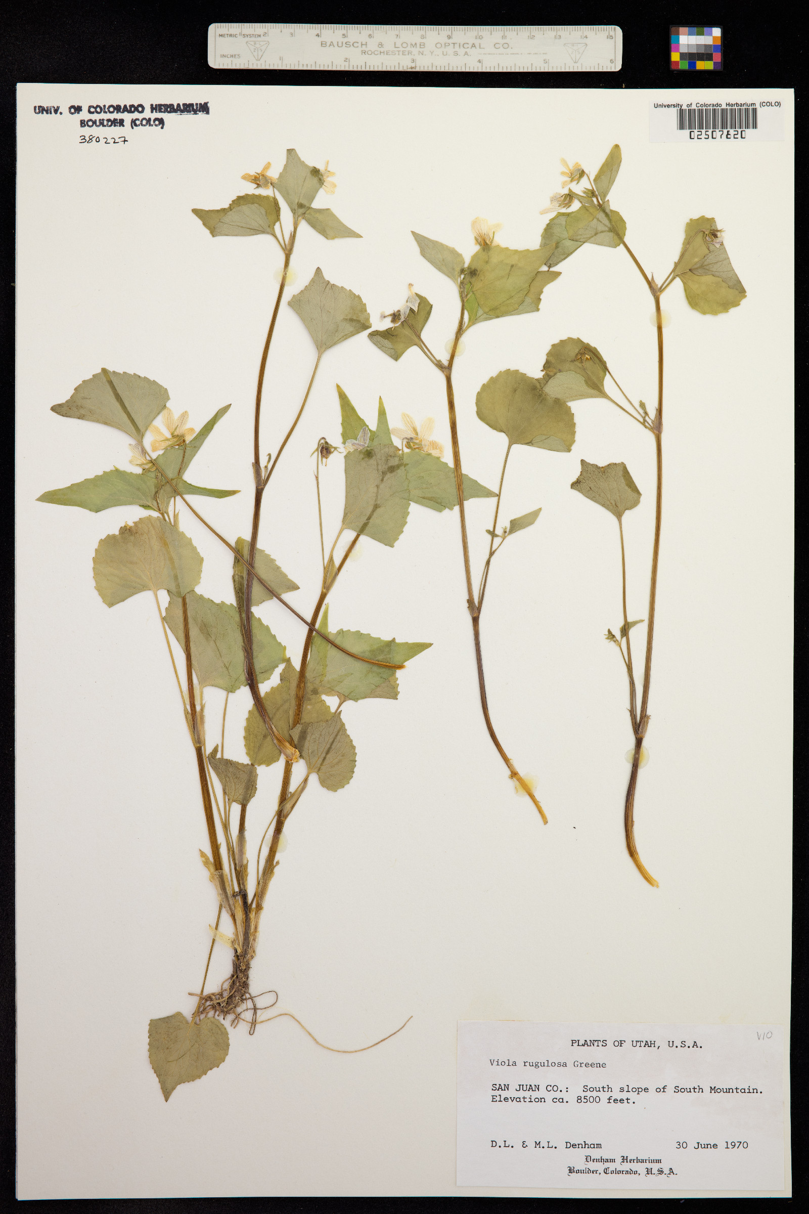 Viola canadensis var. rugulosa image