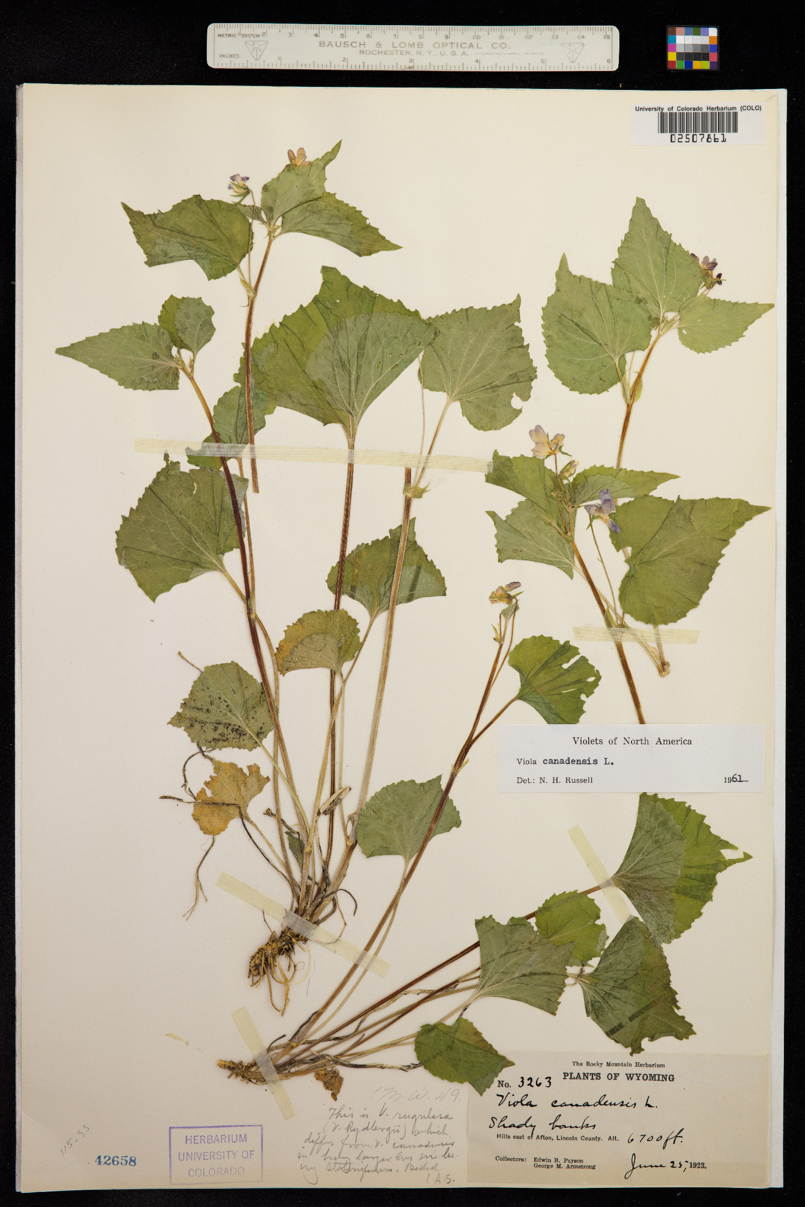 Viola canadensis var. rugulosa image