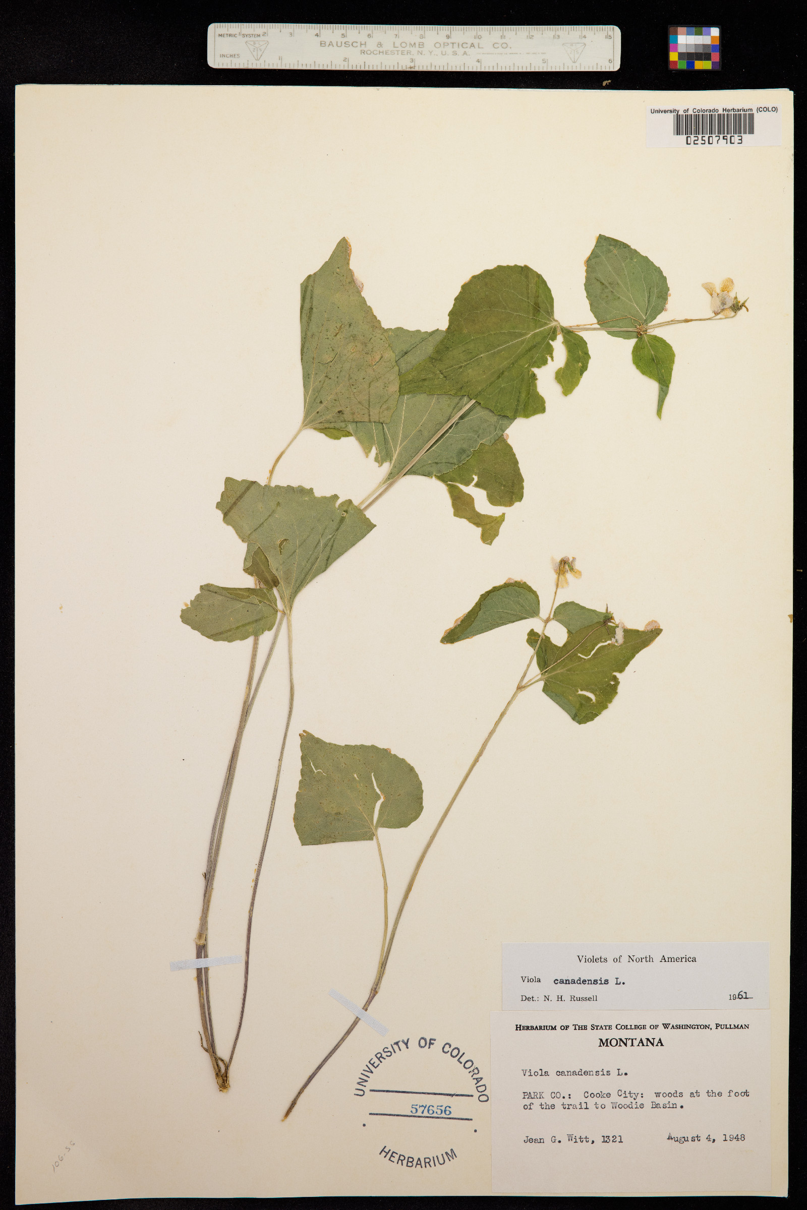 Viola canadensis var. rugulosa image