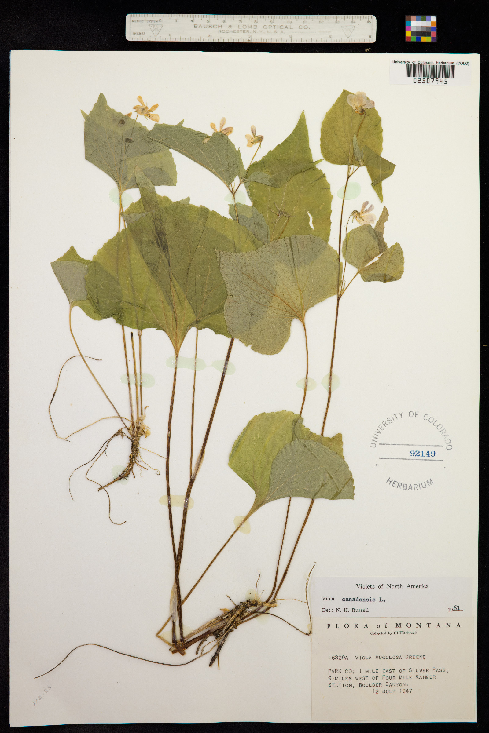 Viola canadensis var. rugulosa image
