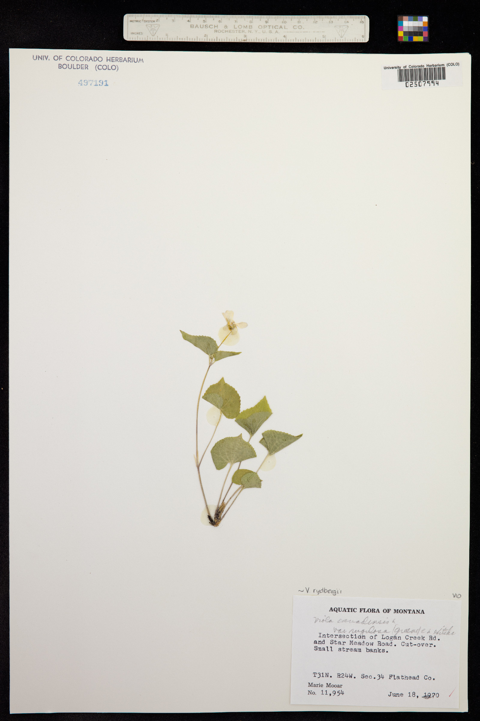Viola canadensis image