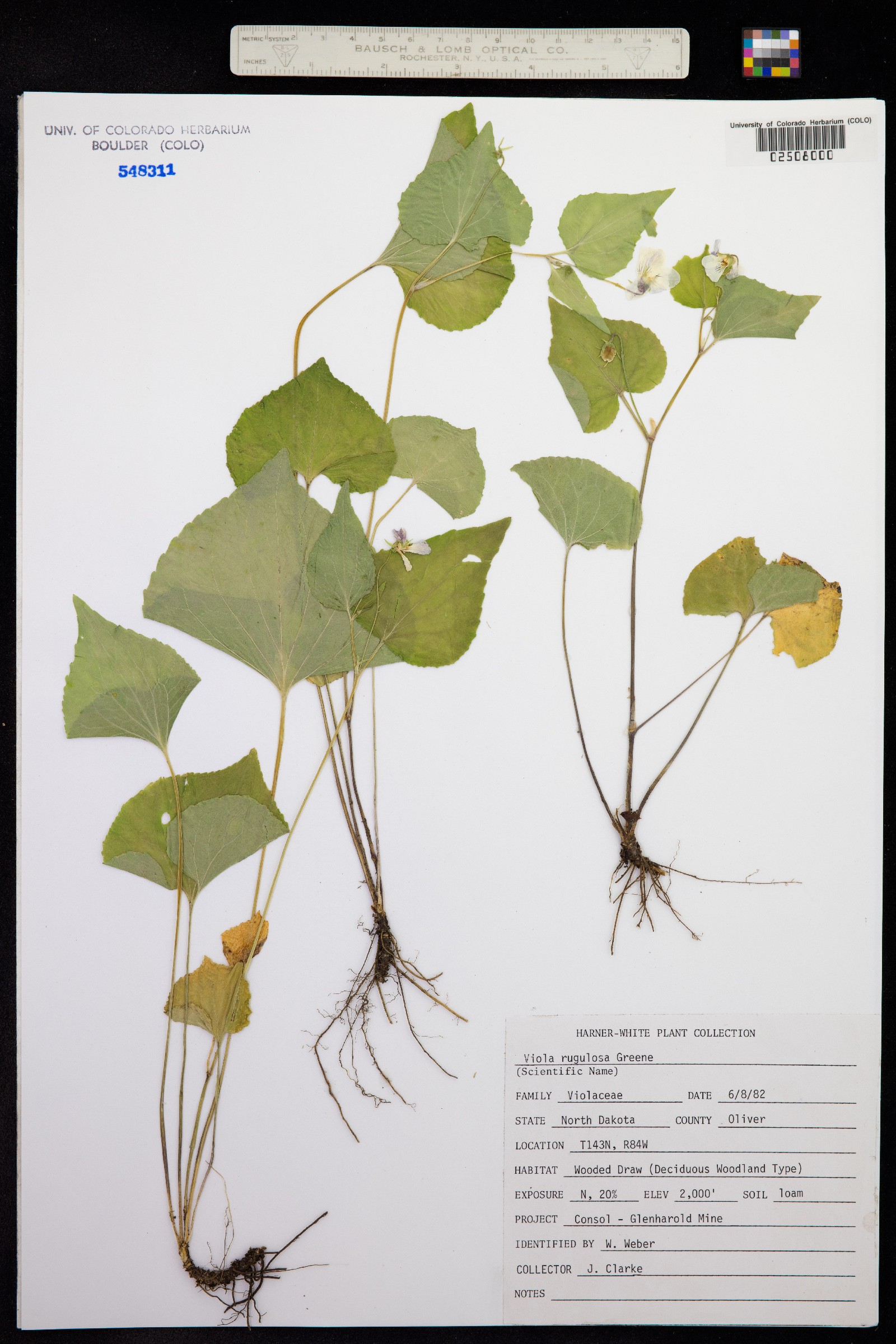 Viola canadensis var. rugulosa image