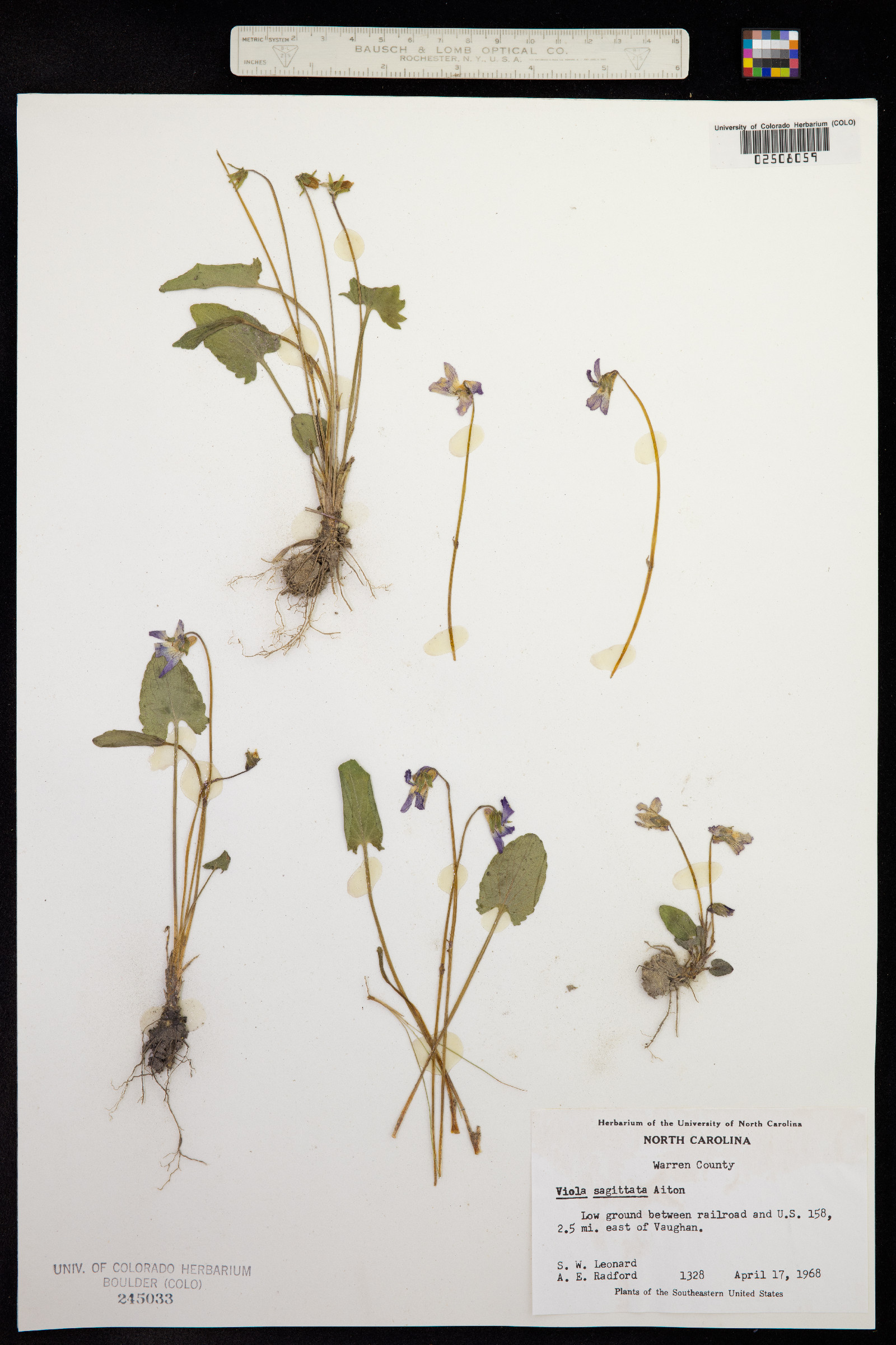Viola sagittata image
