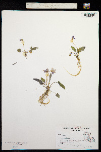 Viola sagittata image