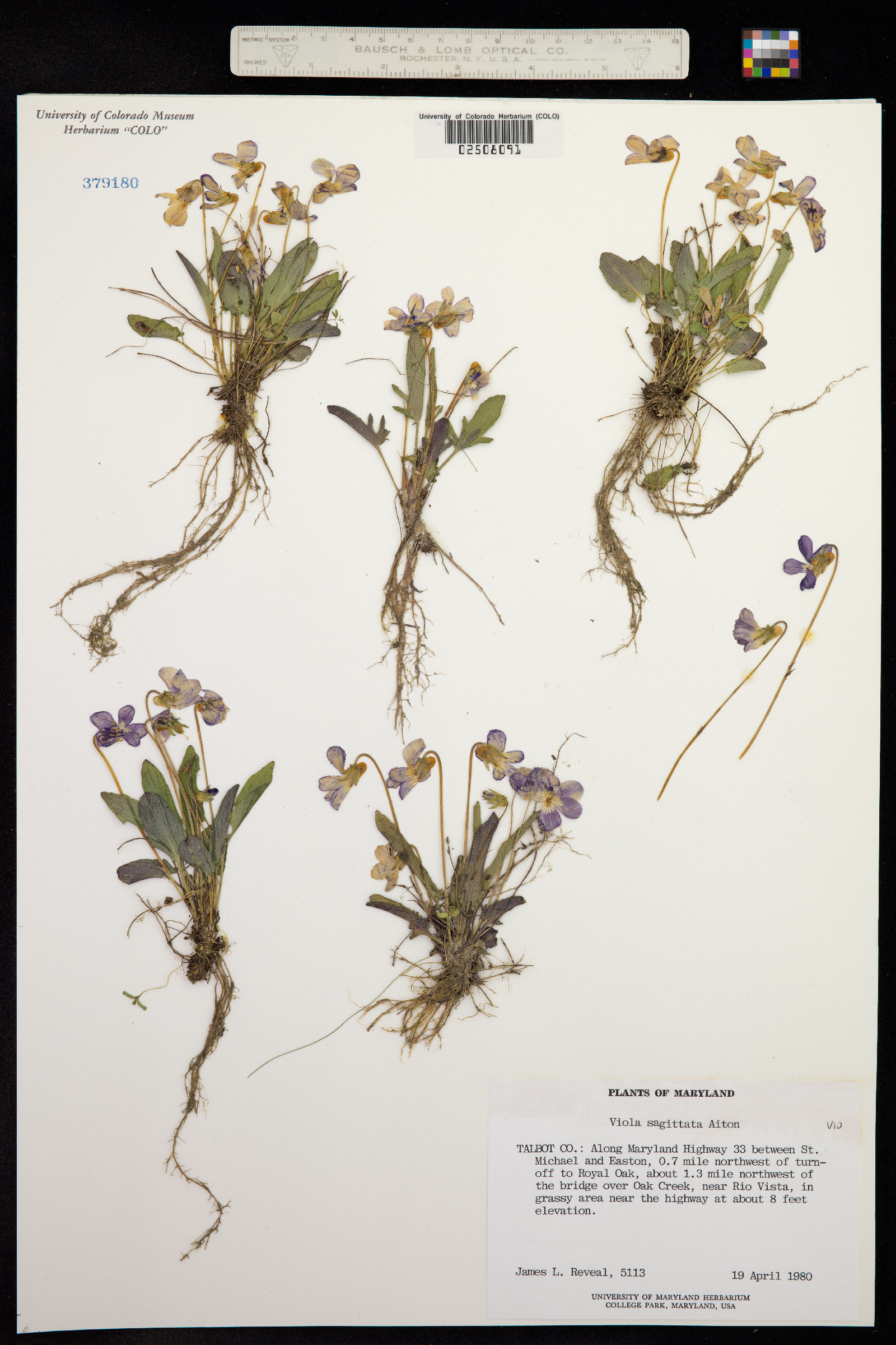 Viola sagittata image