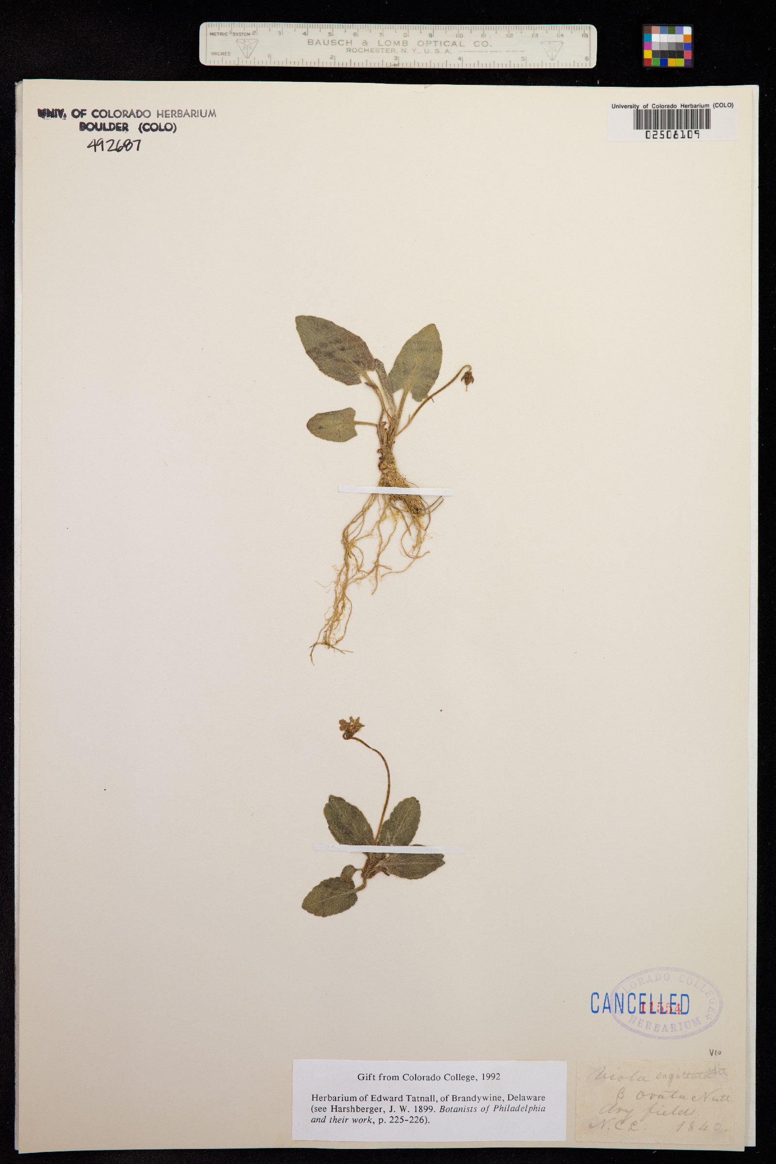 Viola sagittata image