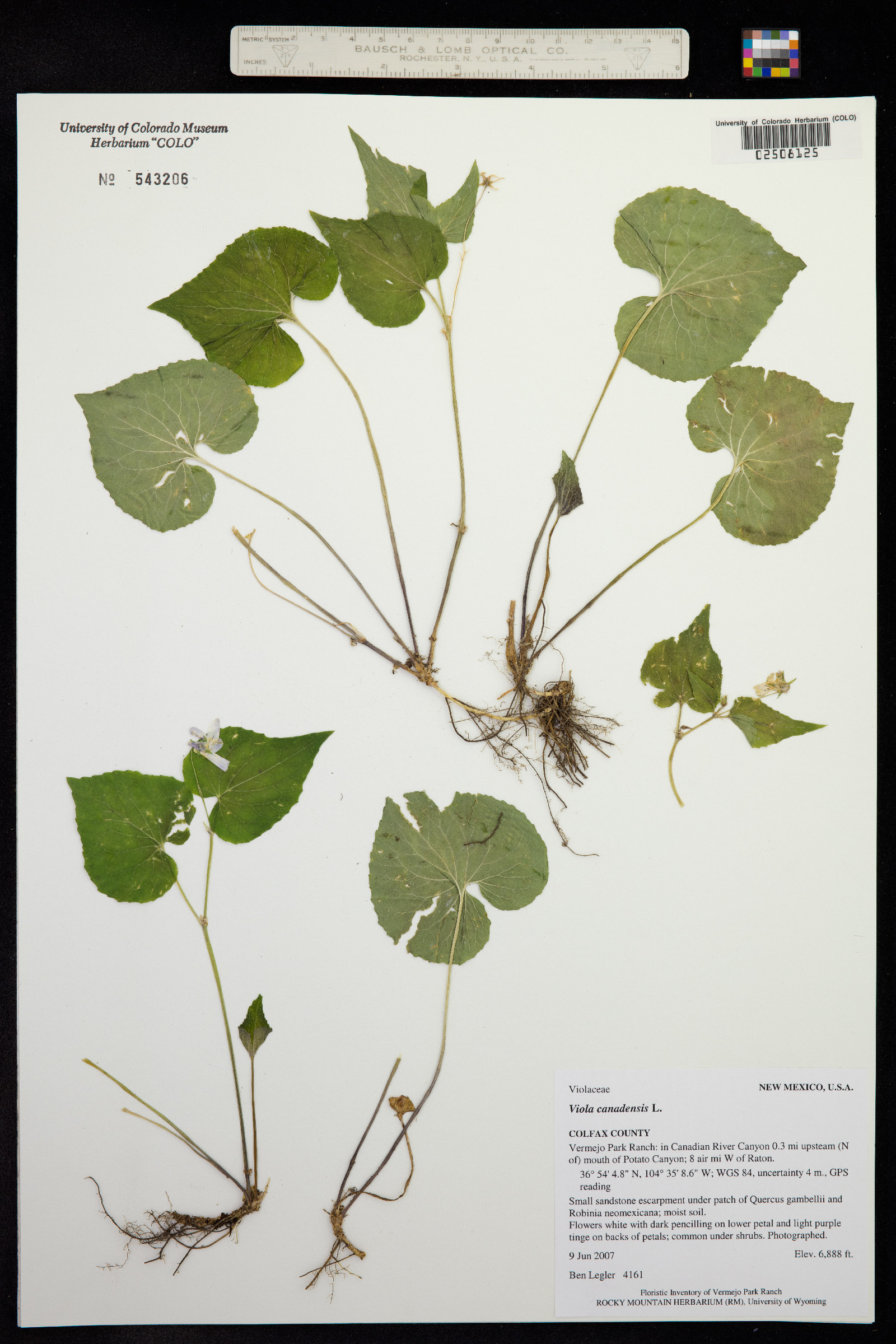 Viola scopulorum image