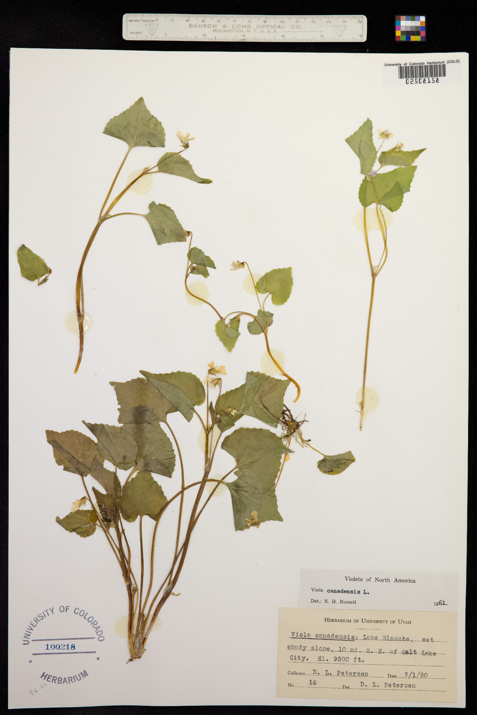 Viola canadensis image