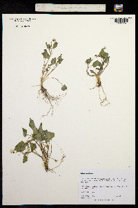 Viola scopulorum image