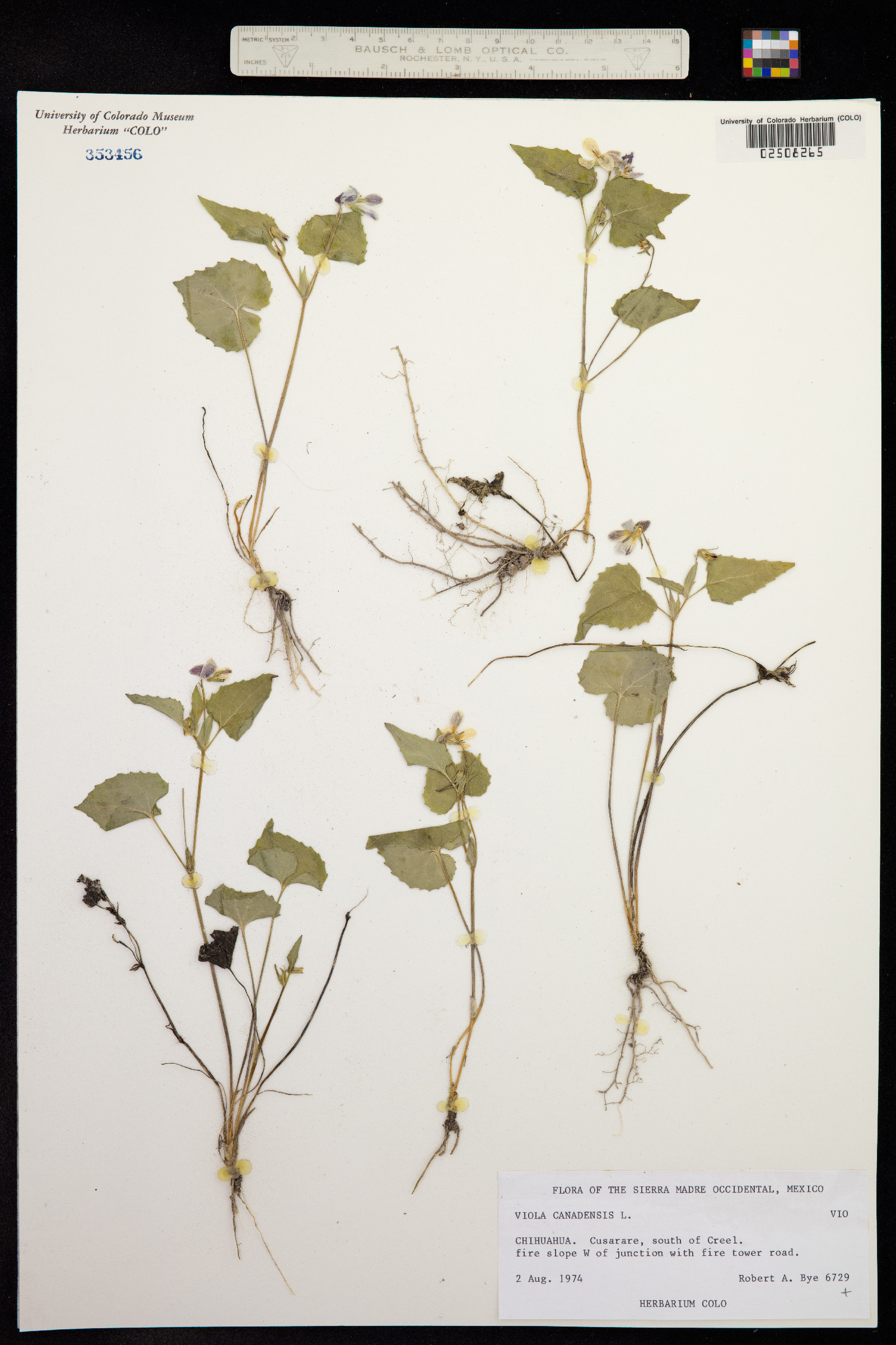 Viola scopulorum image