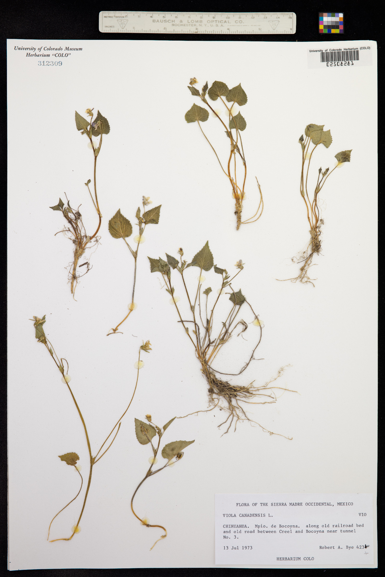 Viola canadensis var. scopulorum image