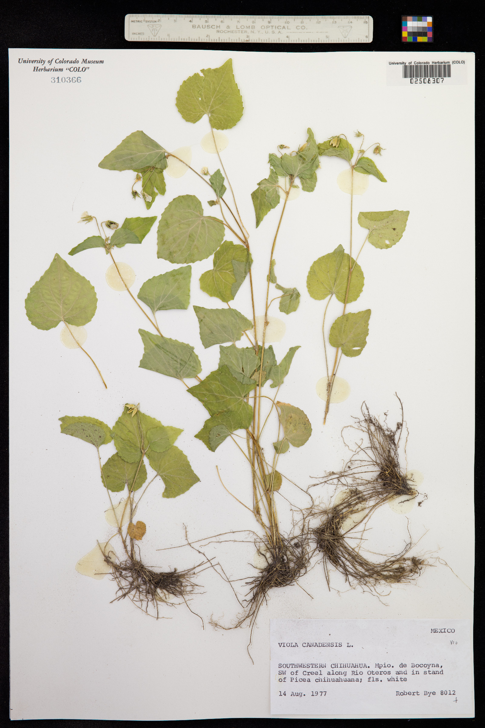 Viola canadensis var. scopulorum image
