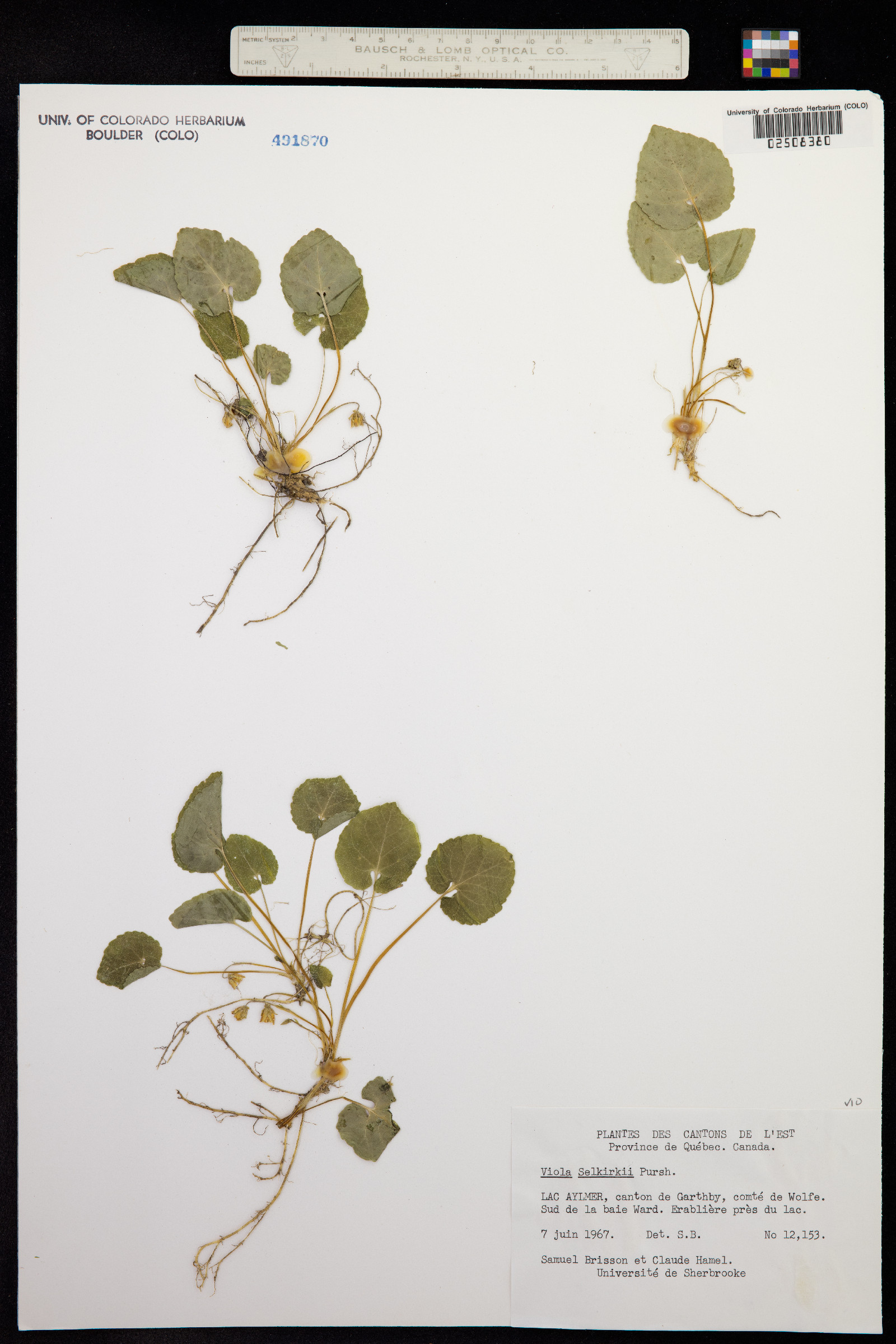 Viola selkirkii image