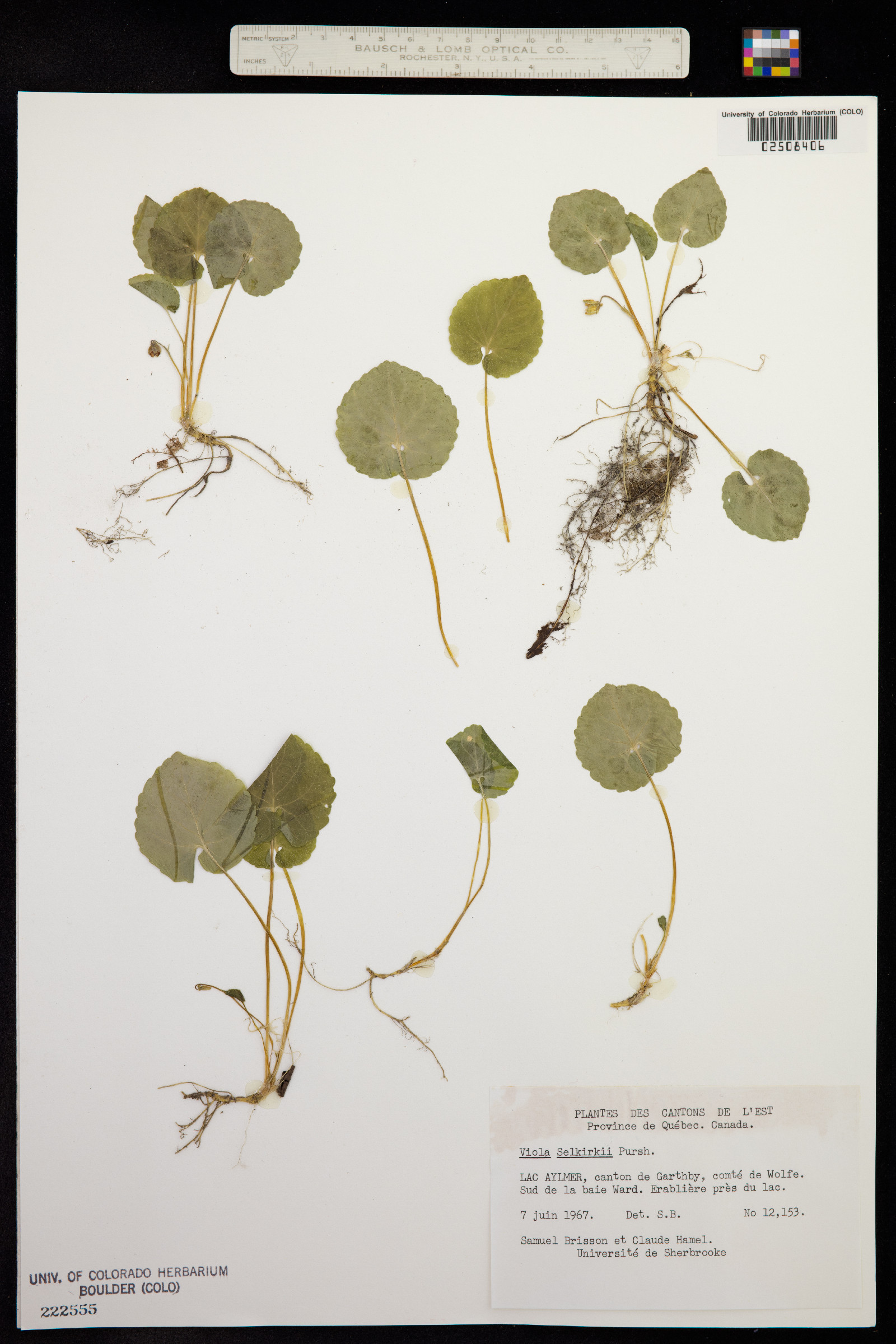 Viola selkirkii image