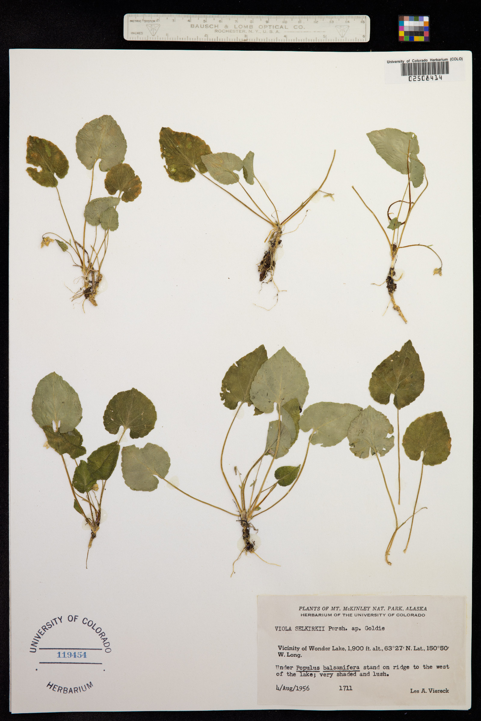 Viola selkirkii image