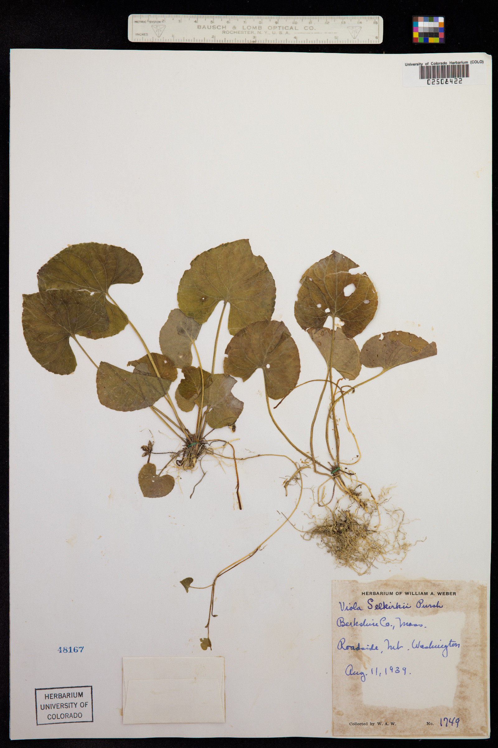 Viola selkirkii image