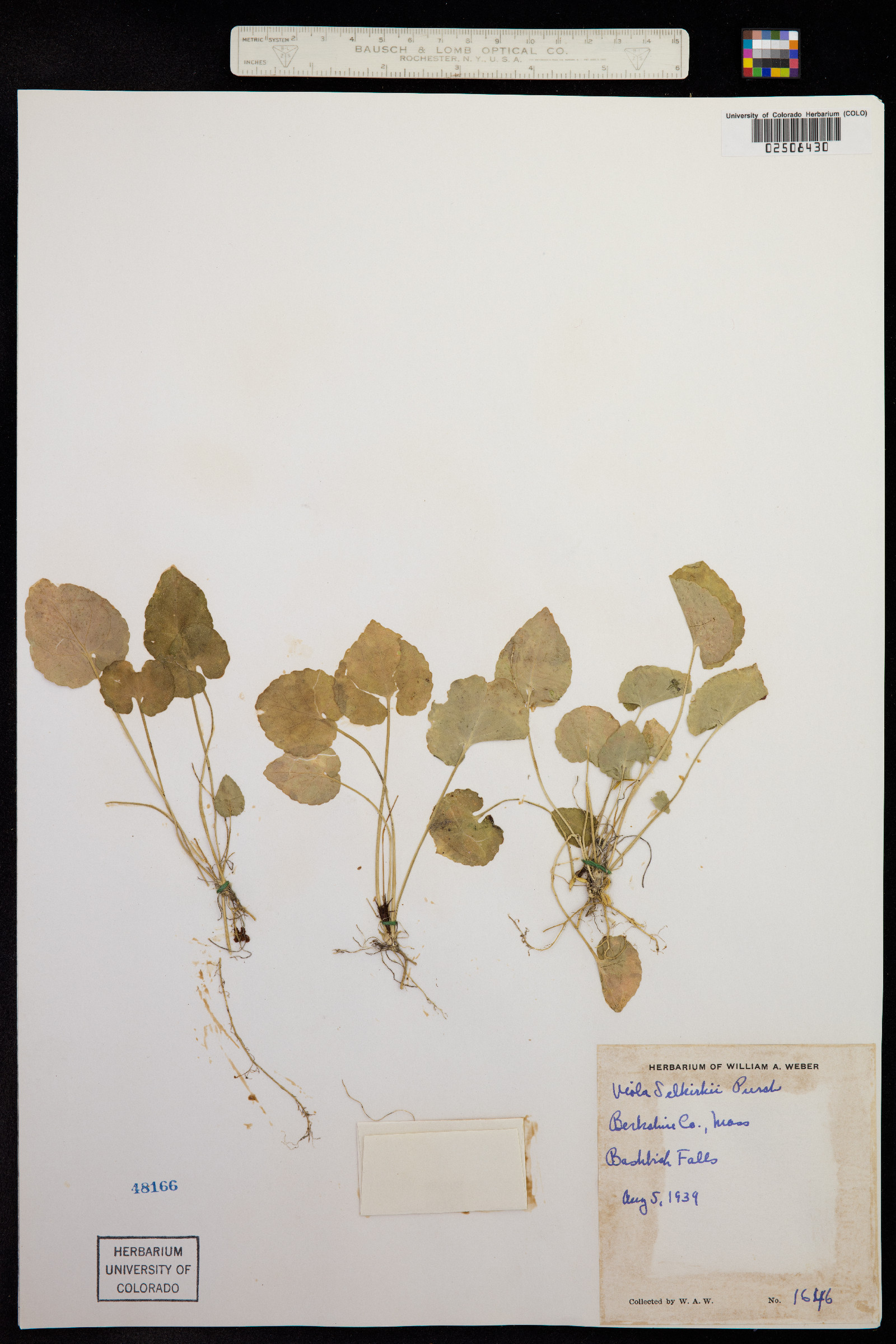 Viola selkirkii image